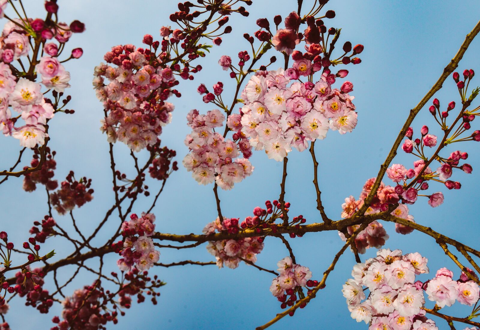 Nikon D610 sample photo. Cherry blossom, spring, flowers photography