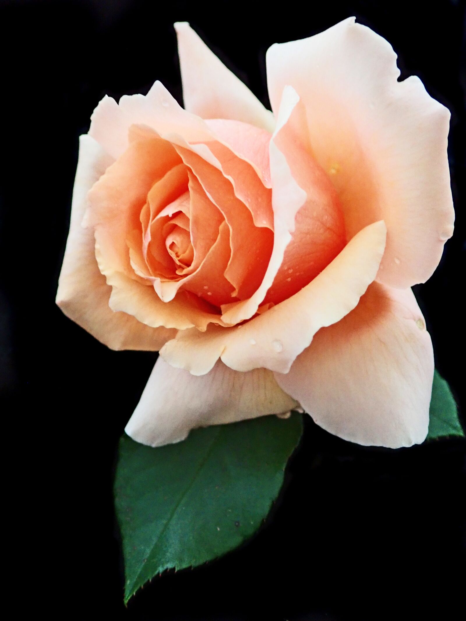 Olympus TG-5 sample photo. Flower, apricot, rose photography