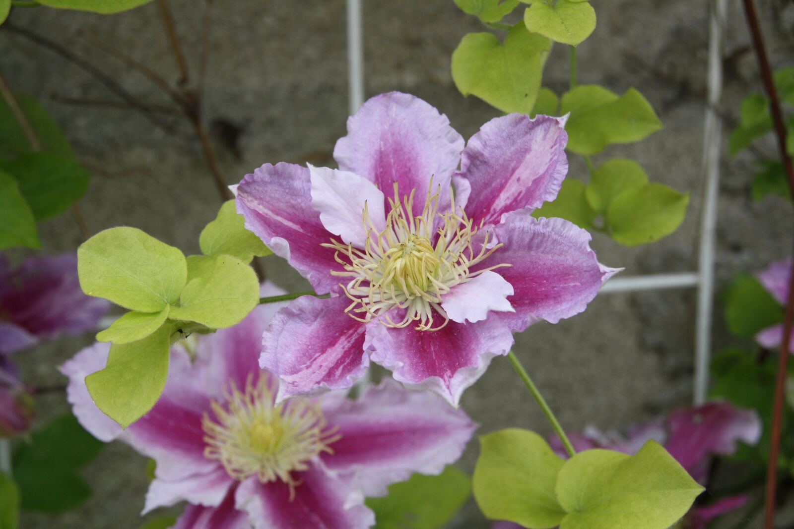 Canon EOS 1000D (EOS Digital Rebel XS / EOS Kiss F) sample photo. Flower, clematis, petals photography
