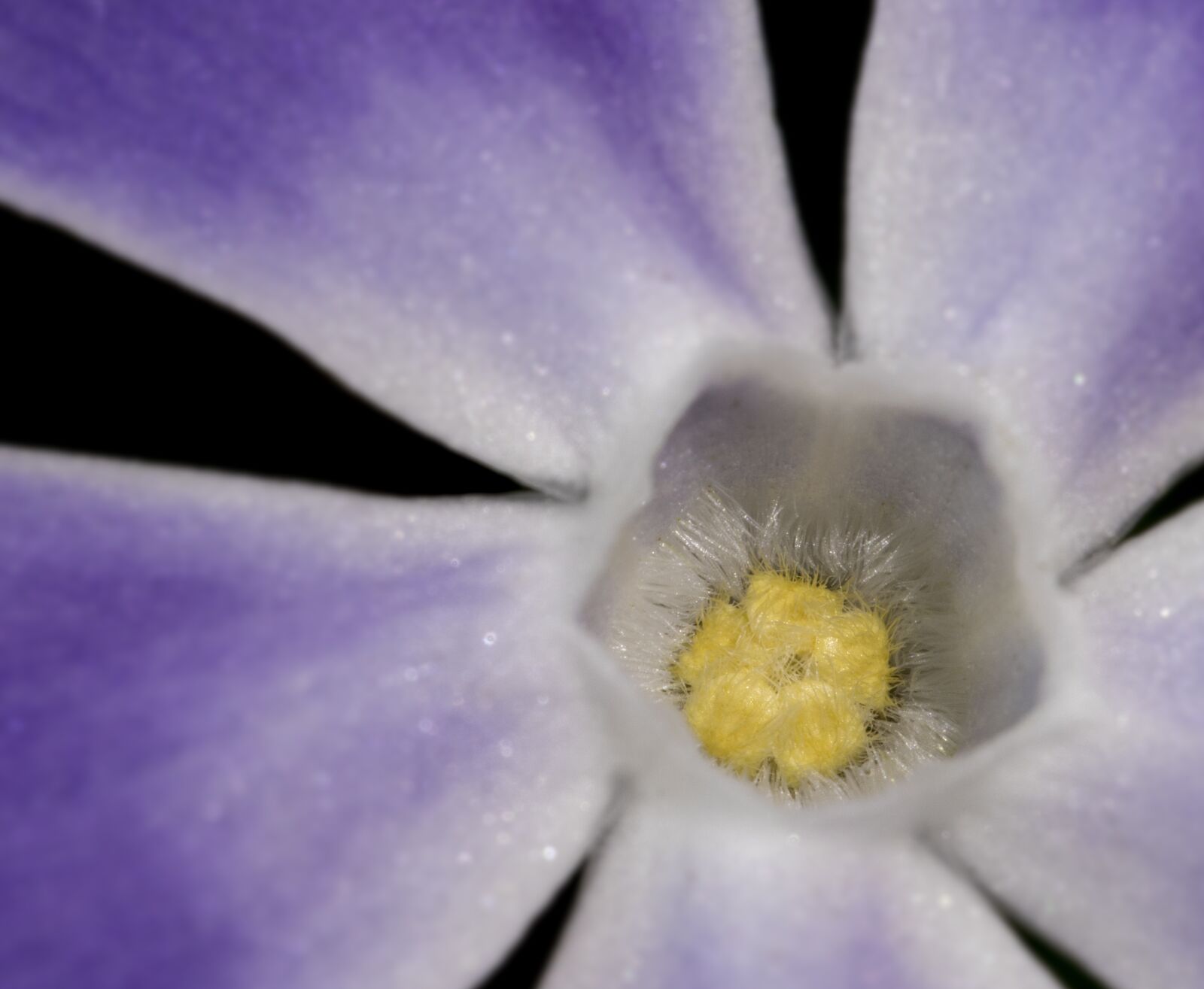 Canon EF 100mm F2.8L Macro IS USM sample photo. Flower, flora, petal photography