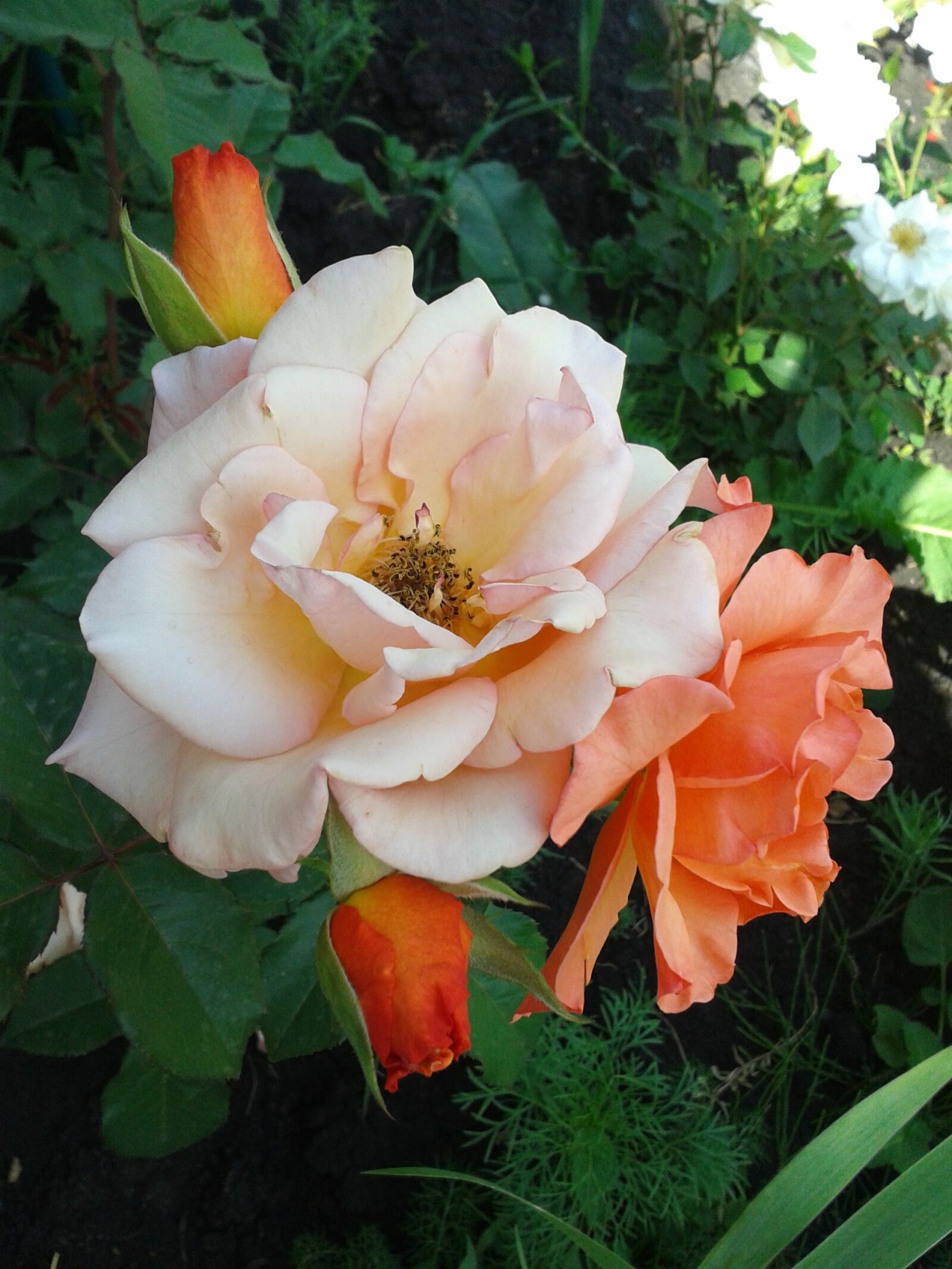 Samsung Galaxy S3 Mini sample photo. Roses, flowers, garden photography