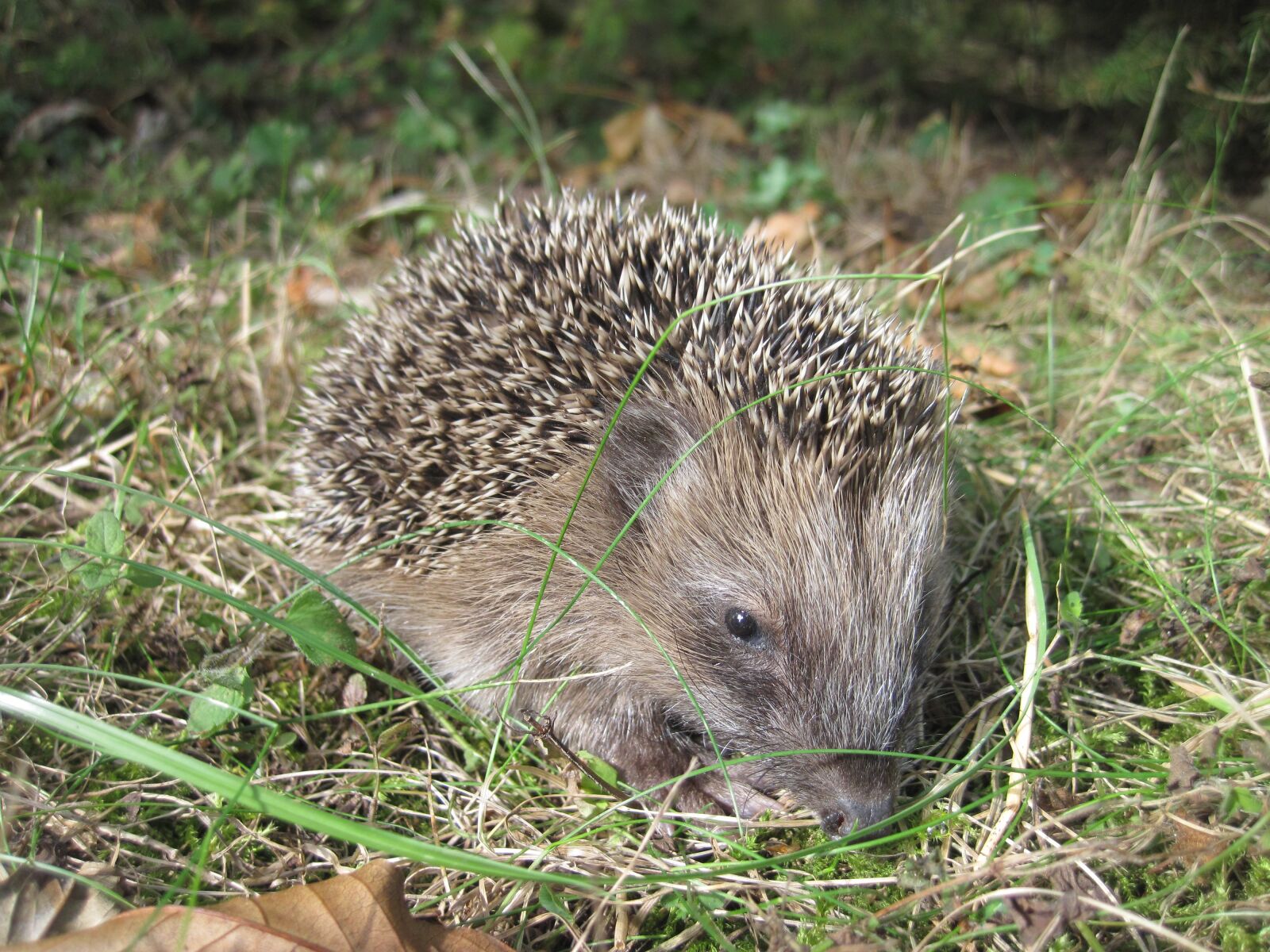 Canon PowerShot D10 sample photo. Hedgehog, young hedgehog, spur photography