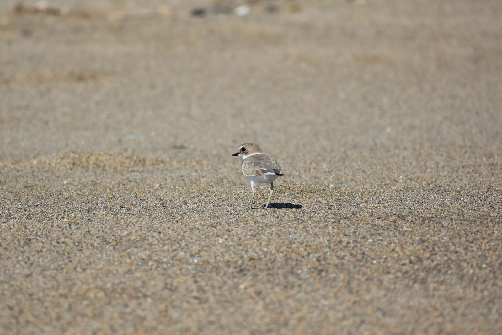Nikon D7200 sample photo. Animal, sea, beach photography