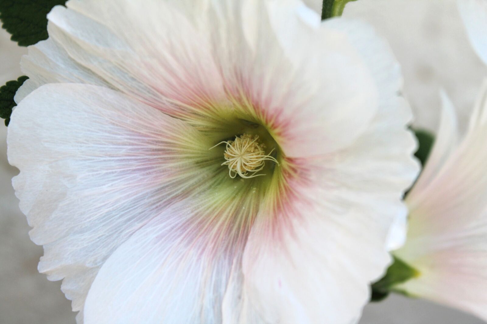 Canon EOS 1100D (EOS Rebel T3 / EOS Kiss X50) sample photo. White flower, spring, bloom photography