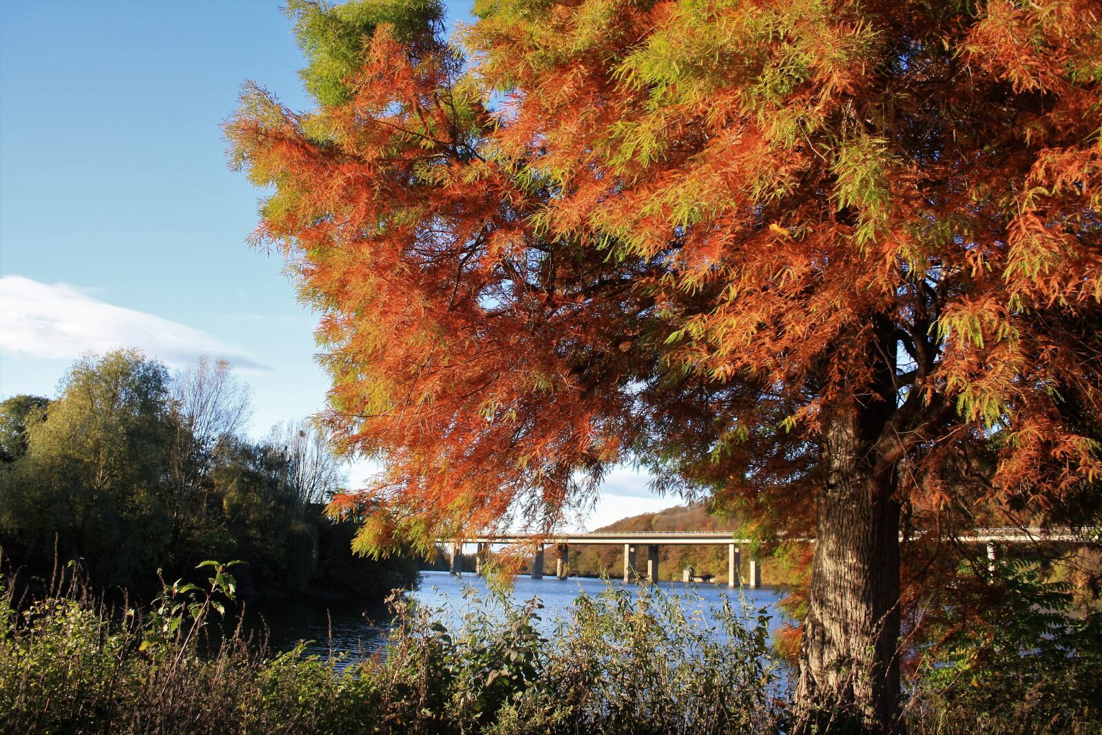 Canon EOS 1000D (EOS Digital Rebel XS / EOS Kiss F) sample photo. Seilersee, autumn mood, tree photography