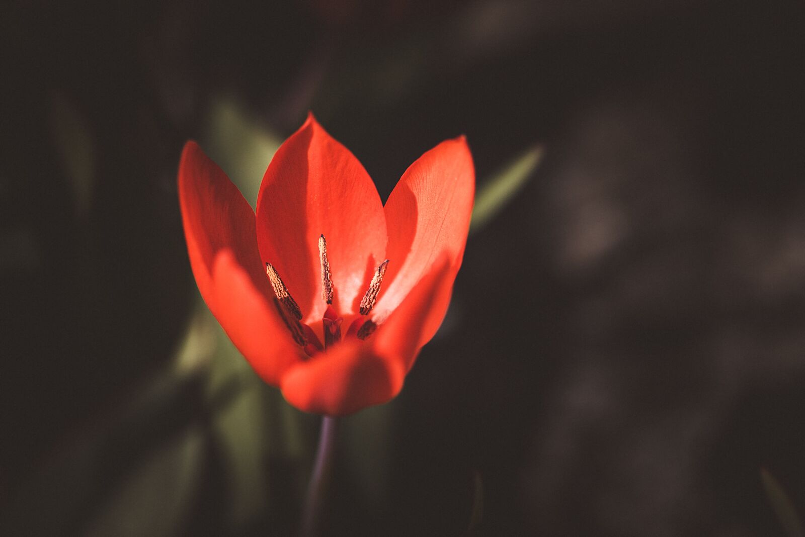 Nikon D750 sample photo. Tulip, small tulip, red photography