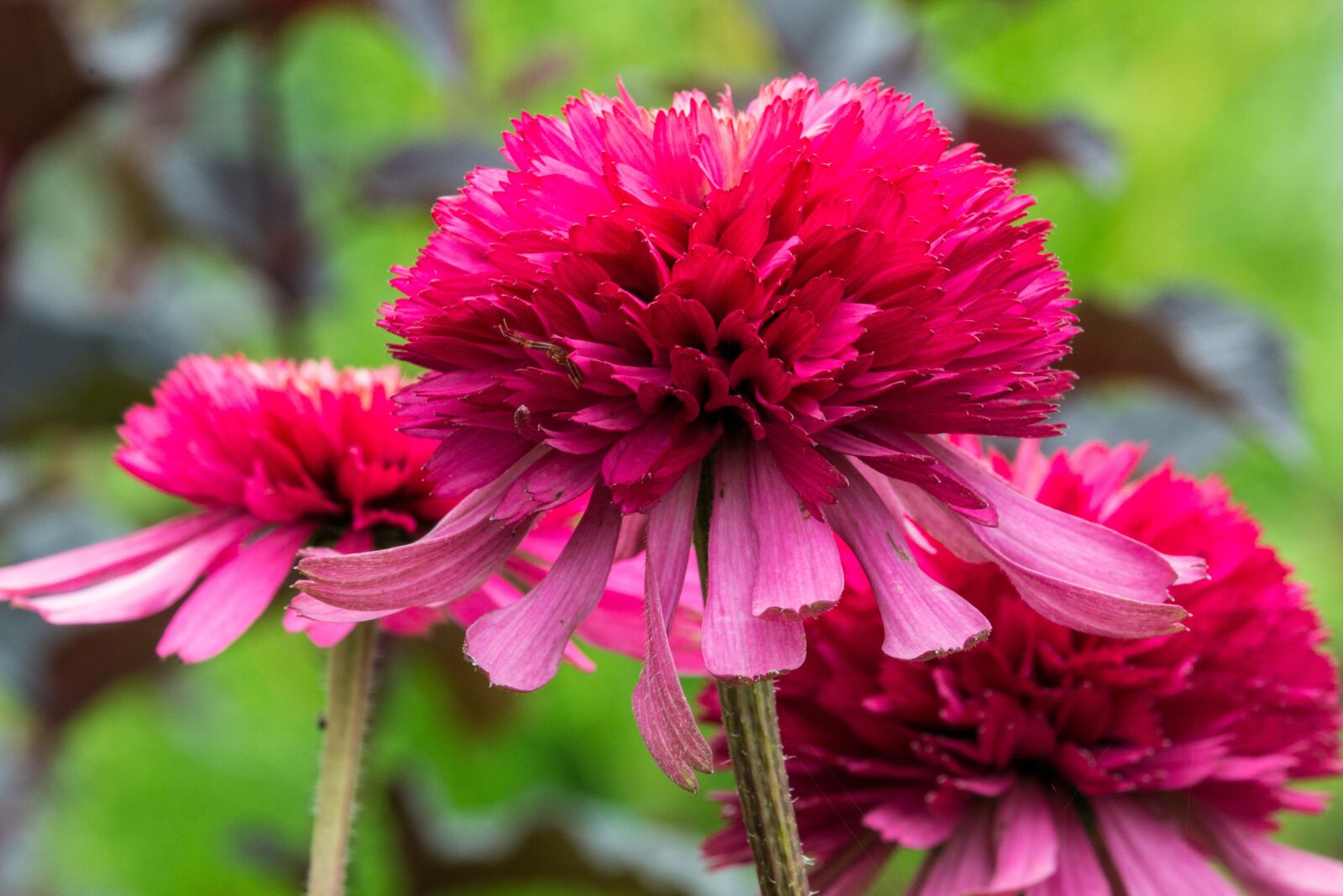 Canon EOS 60D sample photo. Flower, echinacea, purple coneflower photography