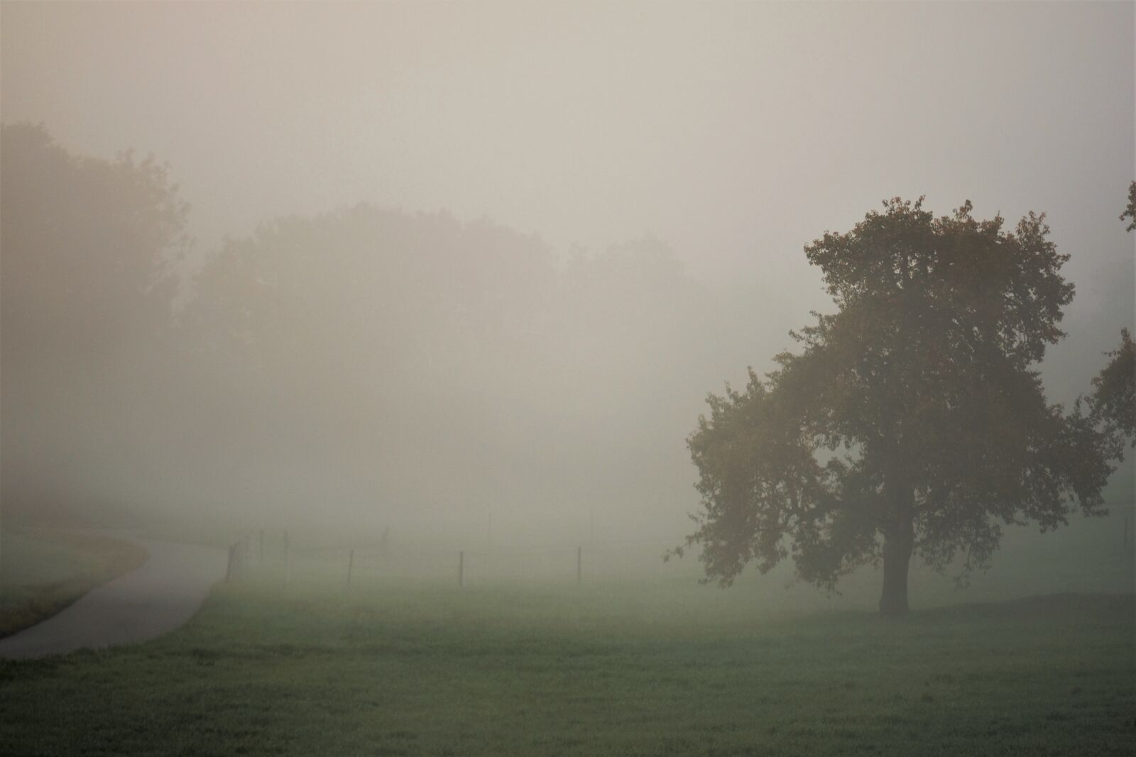 Nikon D5500 sample photo. Autumn, landscape, fog photography