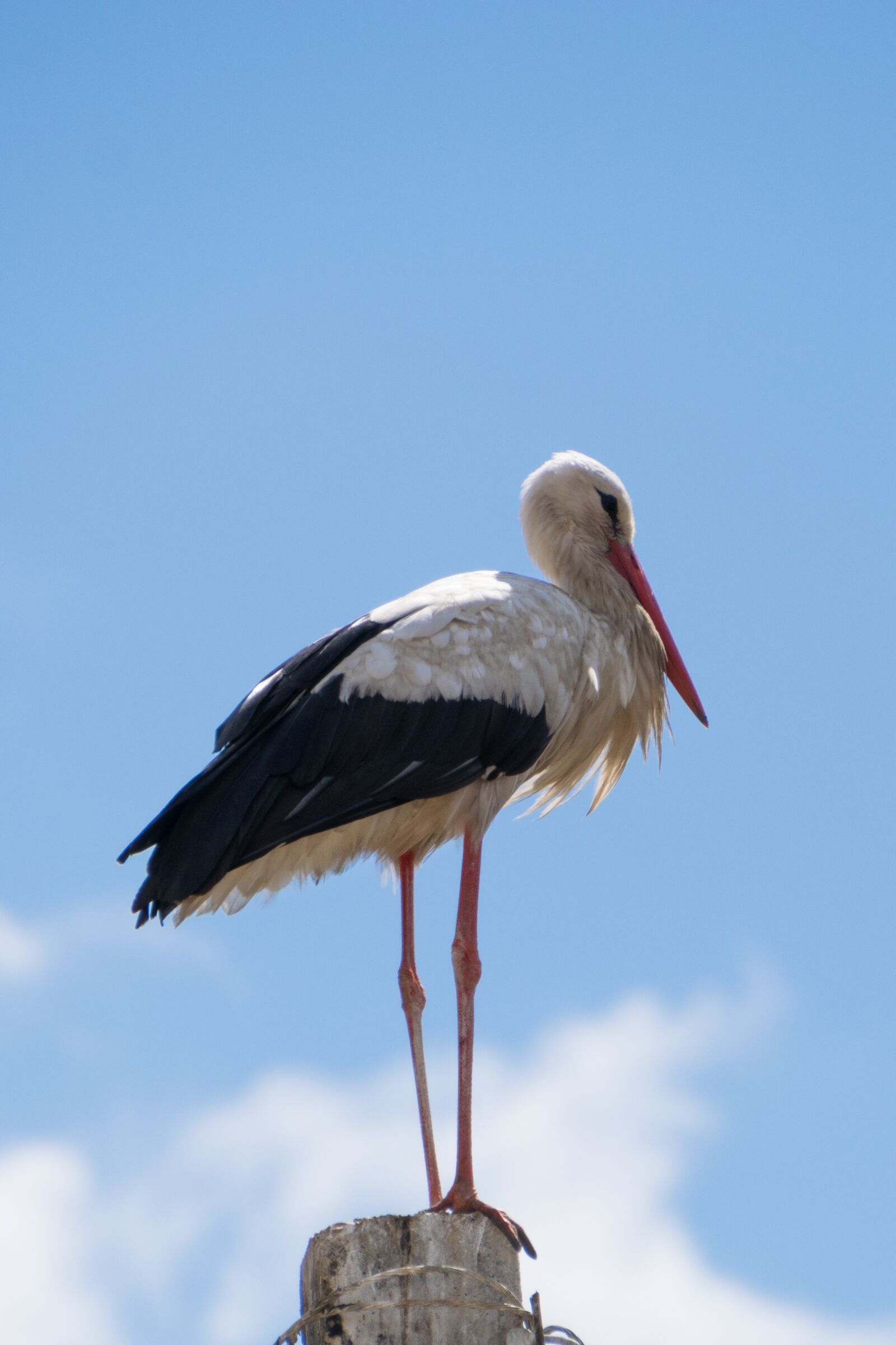 Nikon D5300 sample photo. Stork, bird, white stork photography