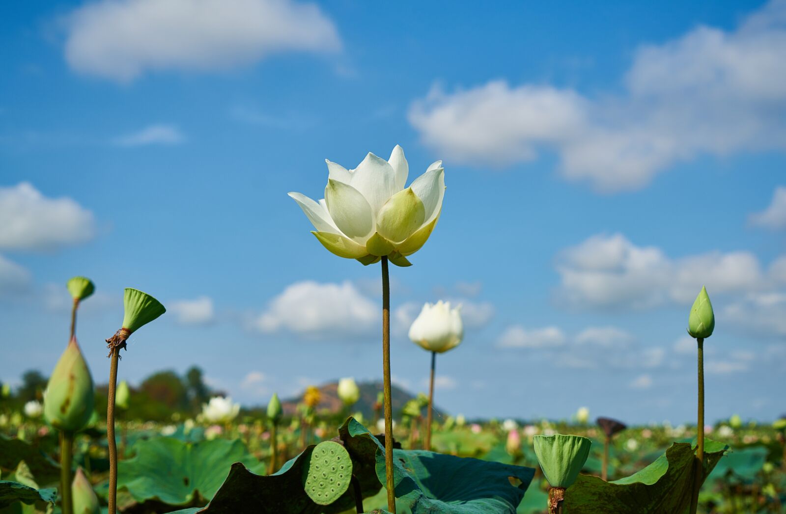 Sony a7R II sample photo. Lotus, plant, flower photography