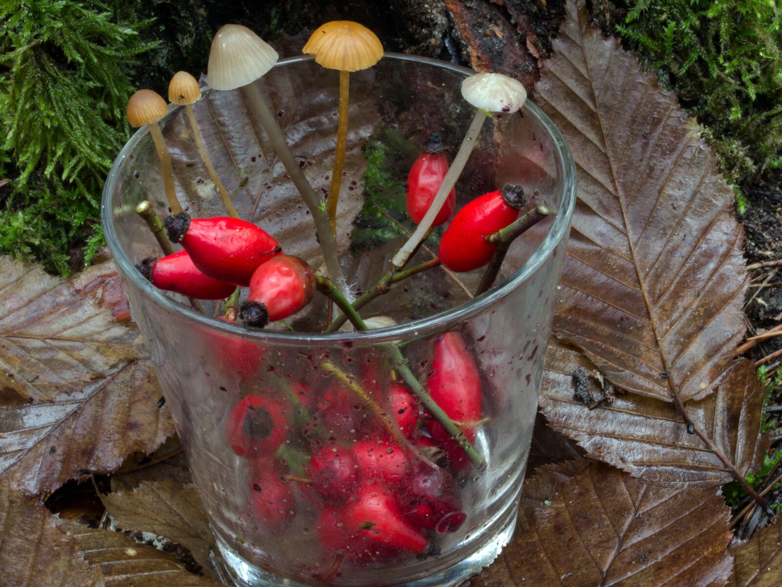 Canon EF-S 60mm F2.8 Macro USM sample photo. Glass, fruits, rose hip photography