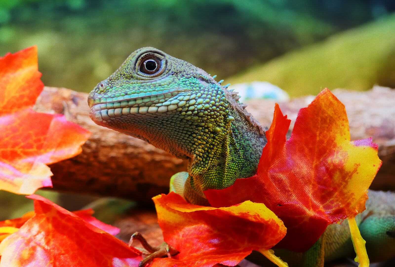 Panasonic Lumix DMC-FZ1000 sample photo. Water dragon, chinese, physignathus photography