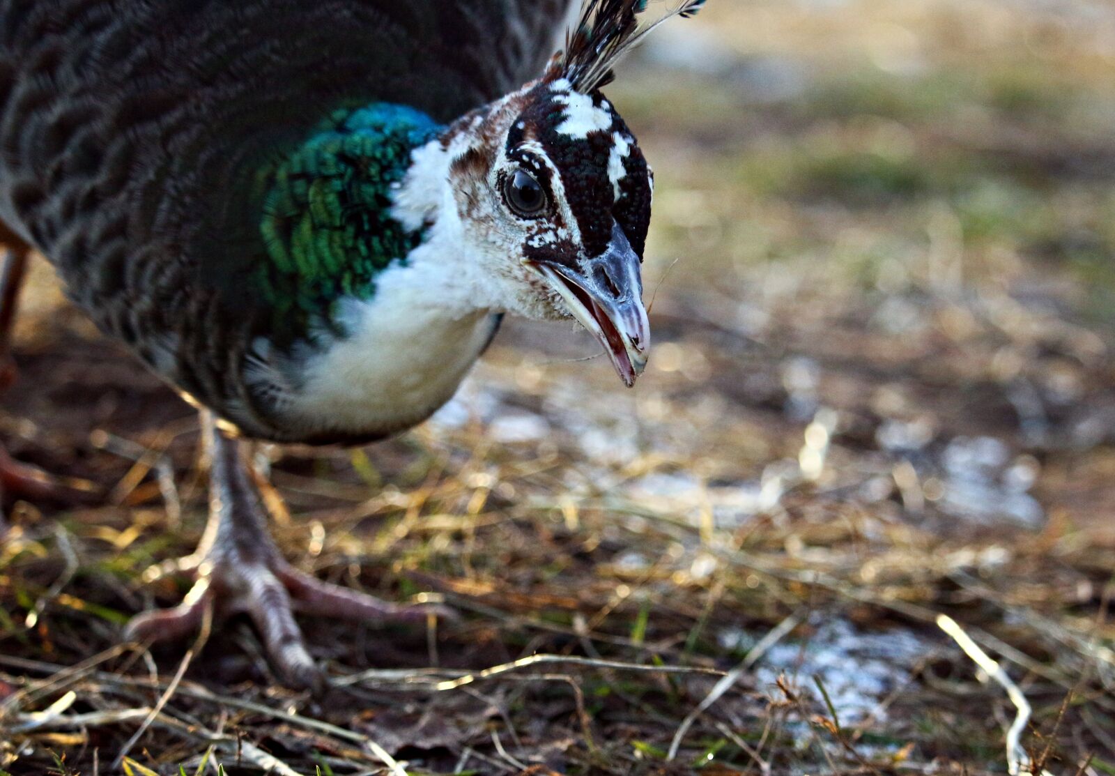 Canon EOS 100D (EOS Rebel SL1 / EOS Kiss X7) sample photo. Bird, peacock hen, peacock photography