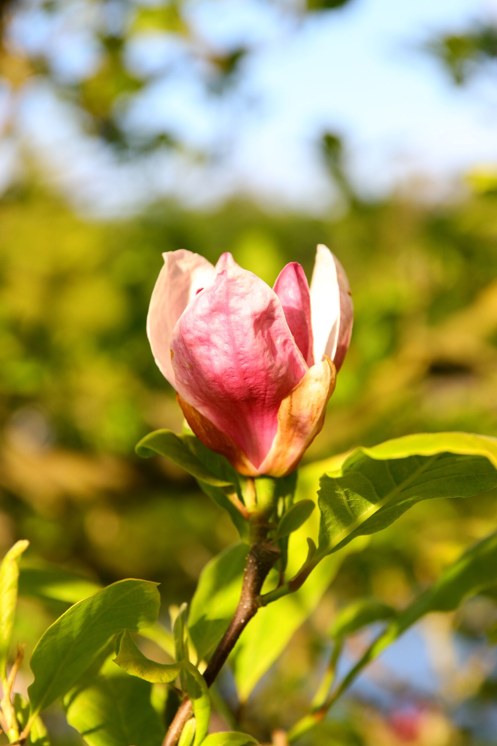 Canon EOS 80D + Canon EF 24-70mm F2.8L II USM sample photo. Magnolia, blossom, bloom photography