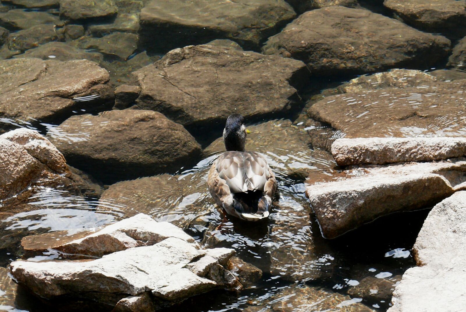 Panasonic DMC-FZ50 sample photo. Duck, nature, polish tatras photography