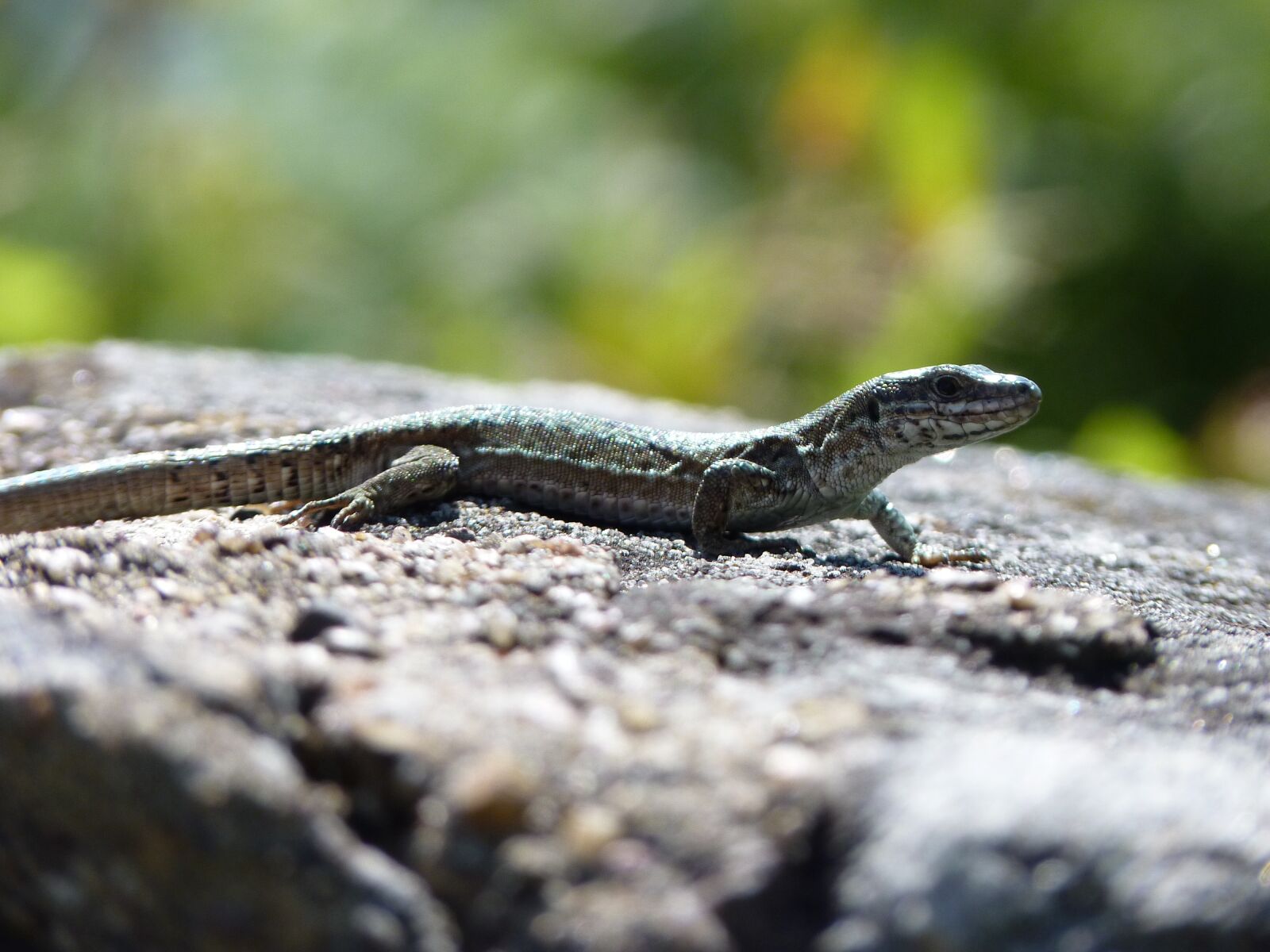 Panasonic Lumix DMC-FZ35 (Lumix DMC-FZ38) sample photo. Lizard, reptile, green photography