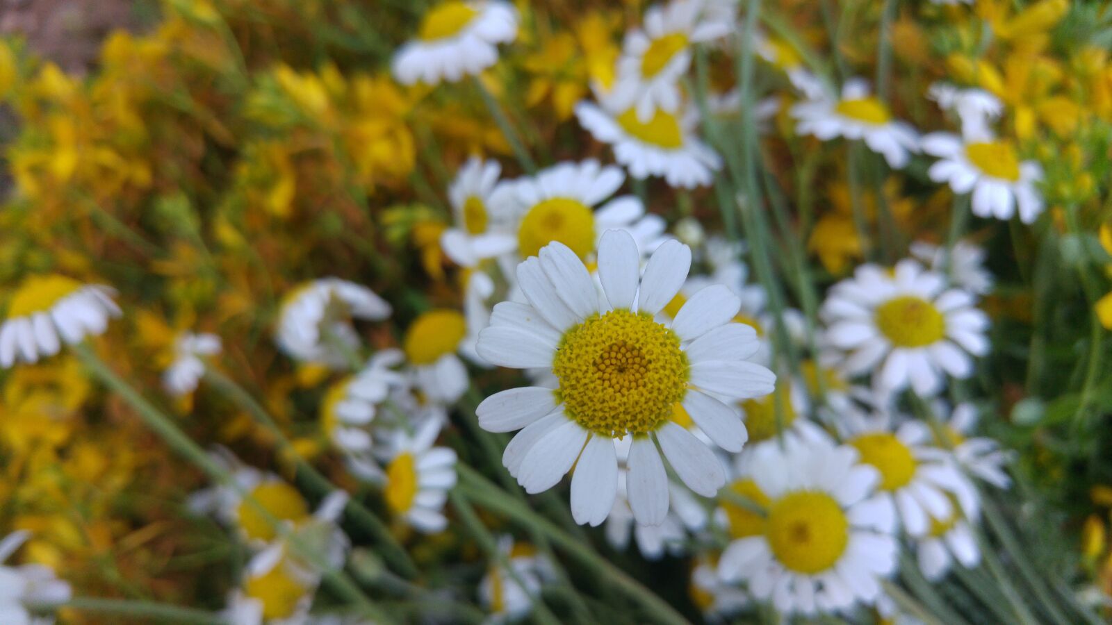 LG H815TR sample photo. Daisy, yellow, wall paper photography