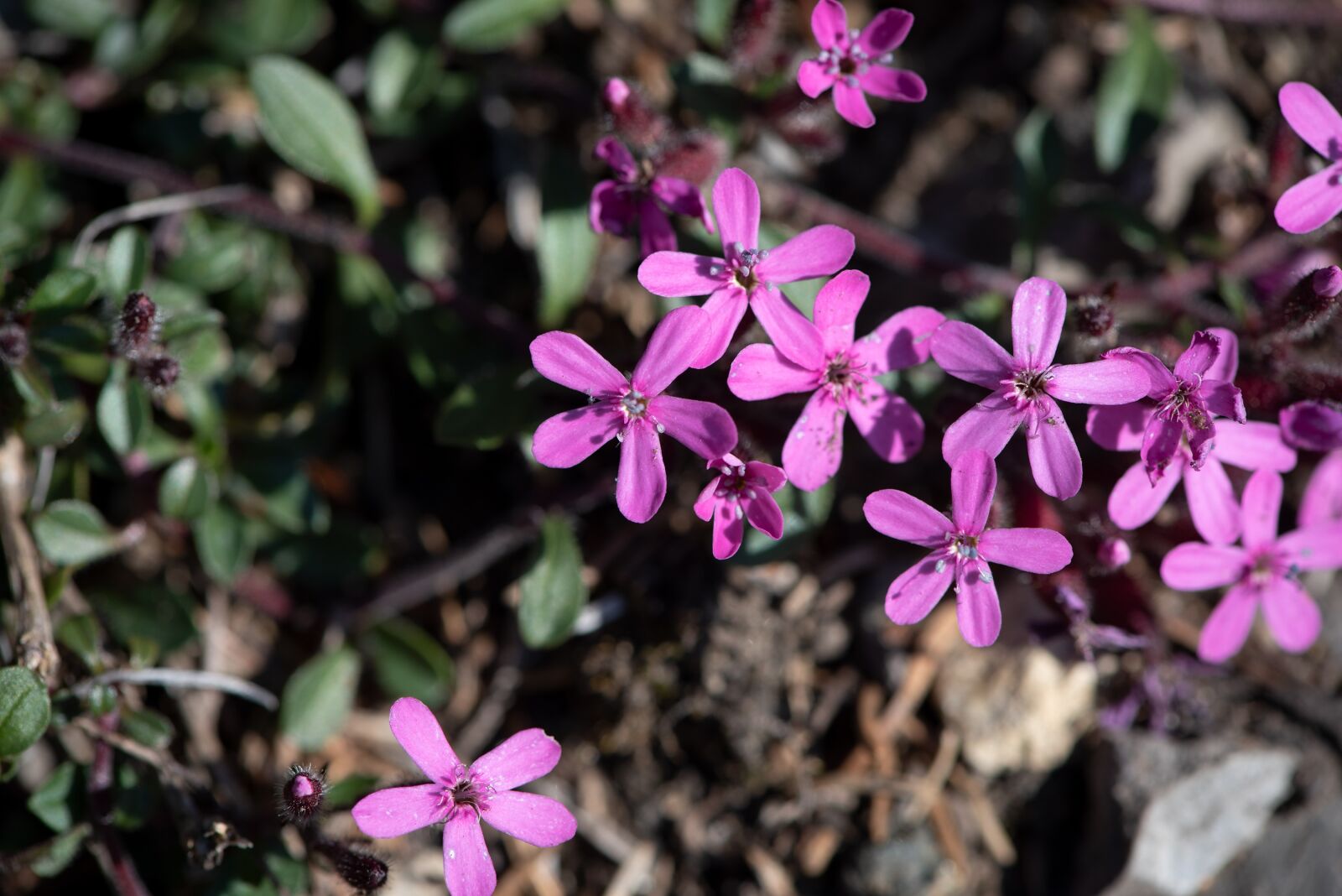 Nikon D750 sample photo. Flowers, pink, nature photography