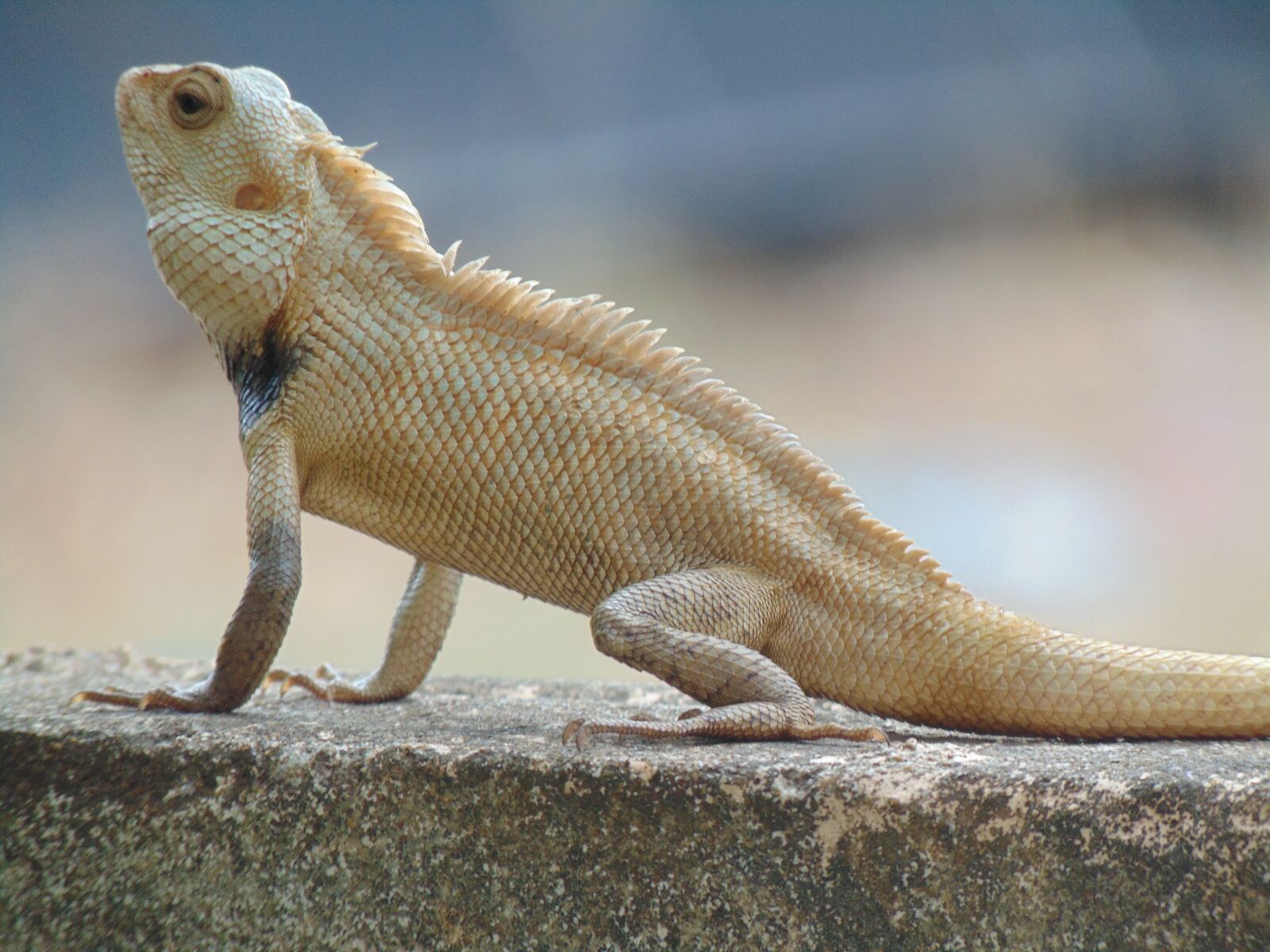 Sony Cyber-shot DSC-H300 sample photo. Indian garden lizard, green photography
