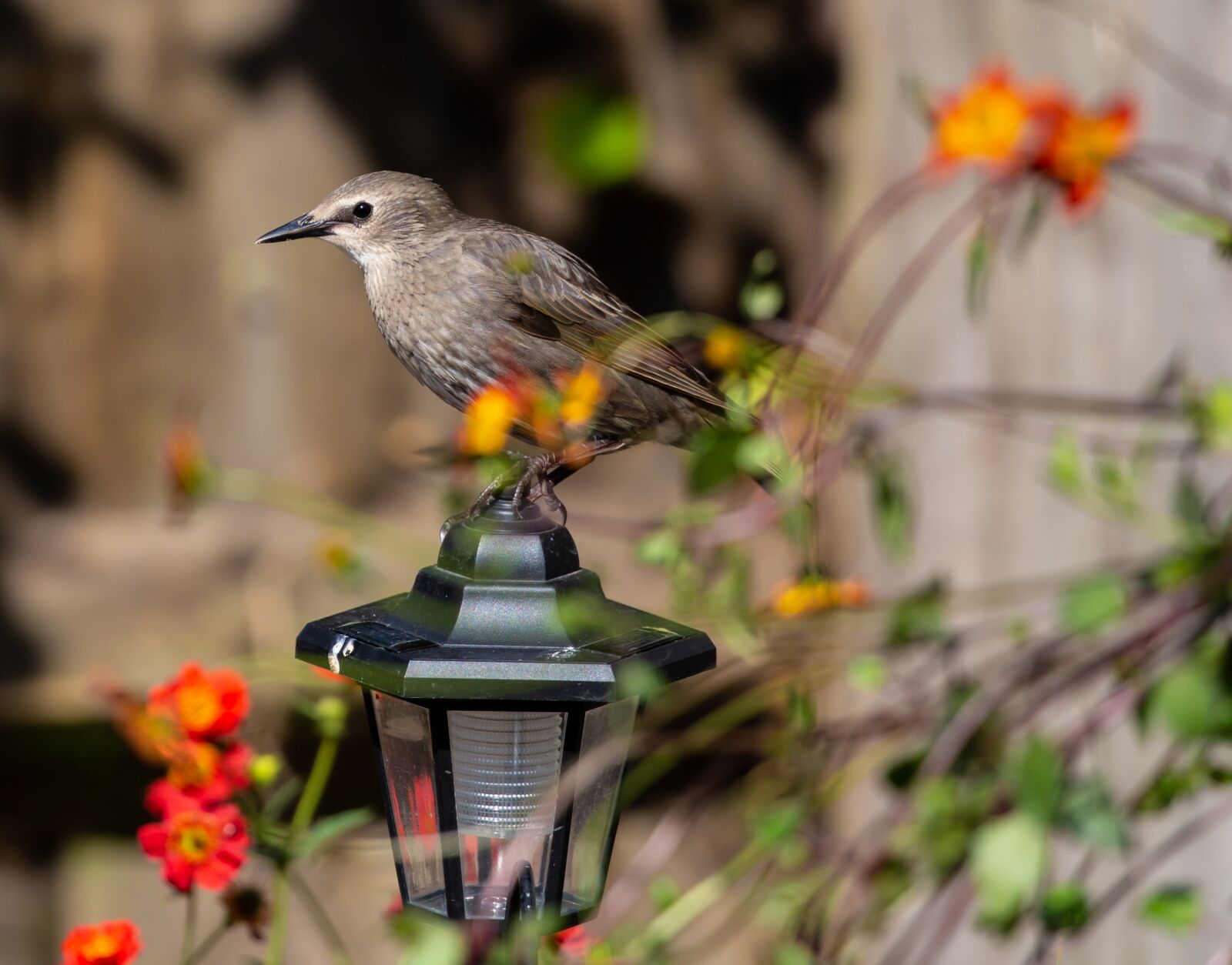 Canon EOS 5D Mark III sample photo. Juvenile starling, starling, close photography