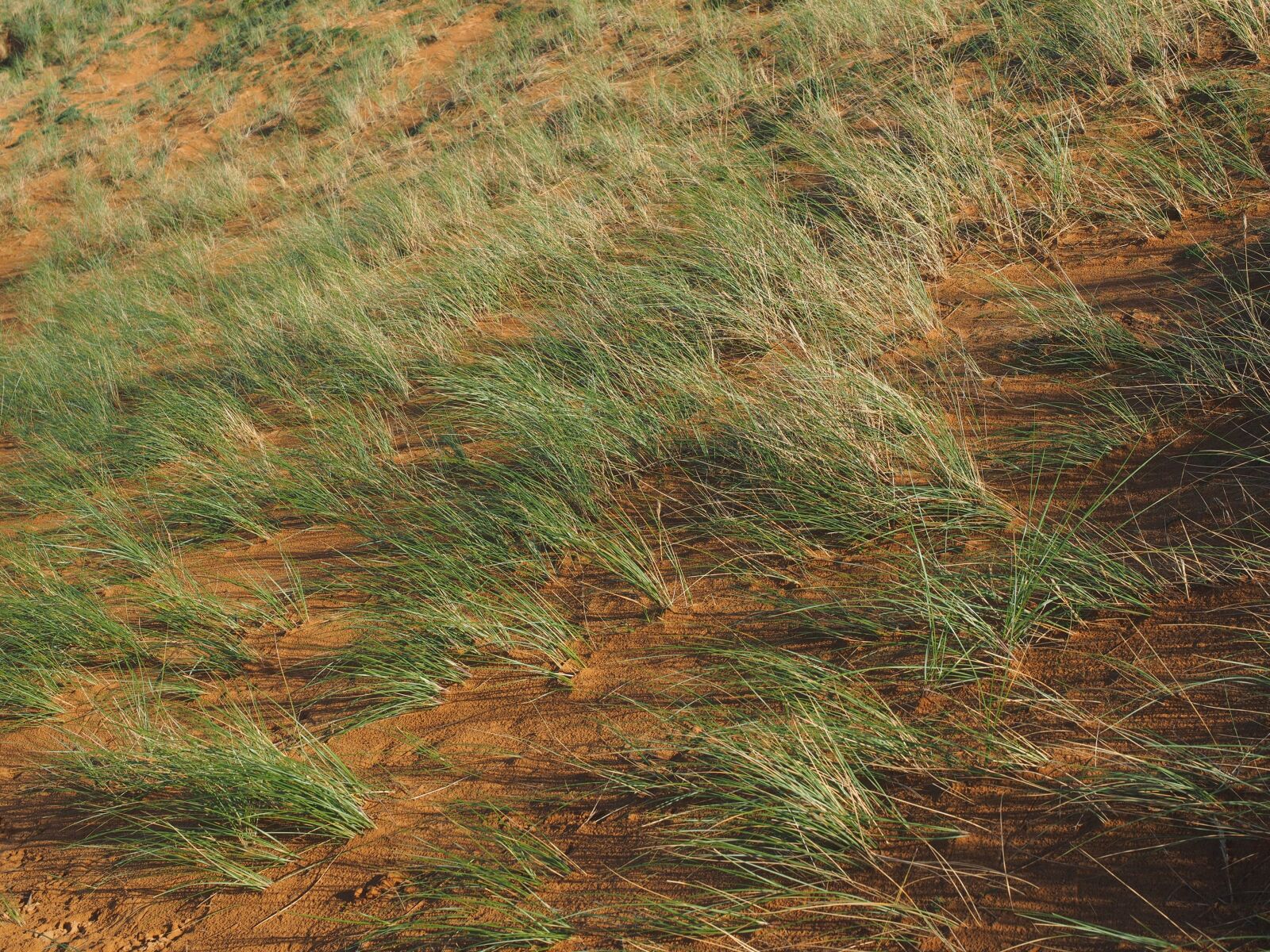 Olympus OM-D E-M1 + Olympus M.Zuiko Digital ED 12-40mm F2.8 Pro sample photo. Ordinary beach oats, plant photography