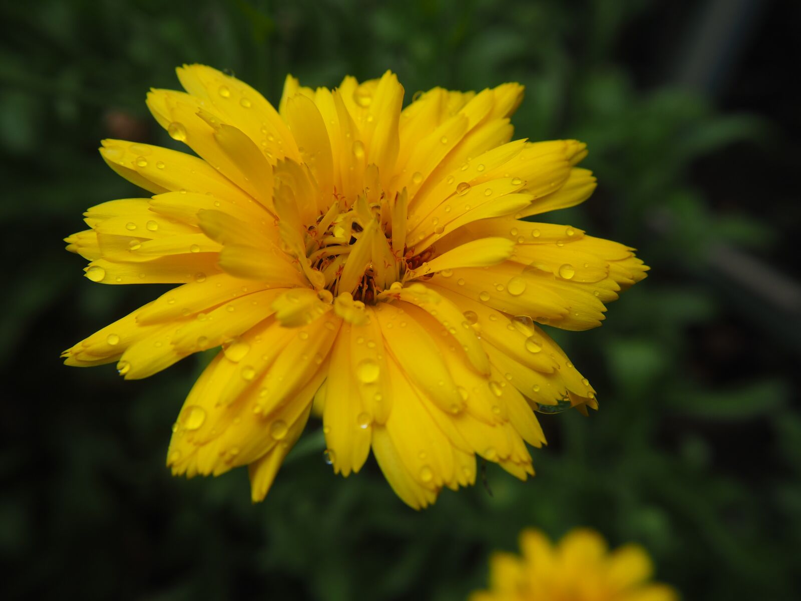 Olympus OM-D E-M10 sample photo. Marigold, blossom, bloom photography