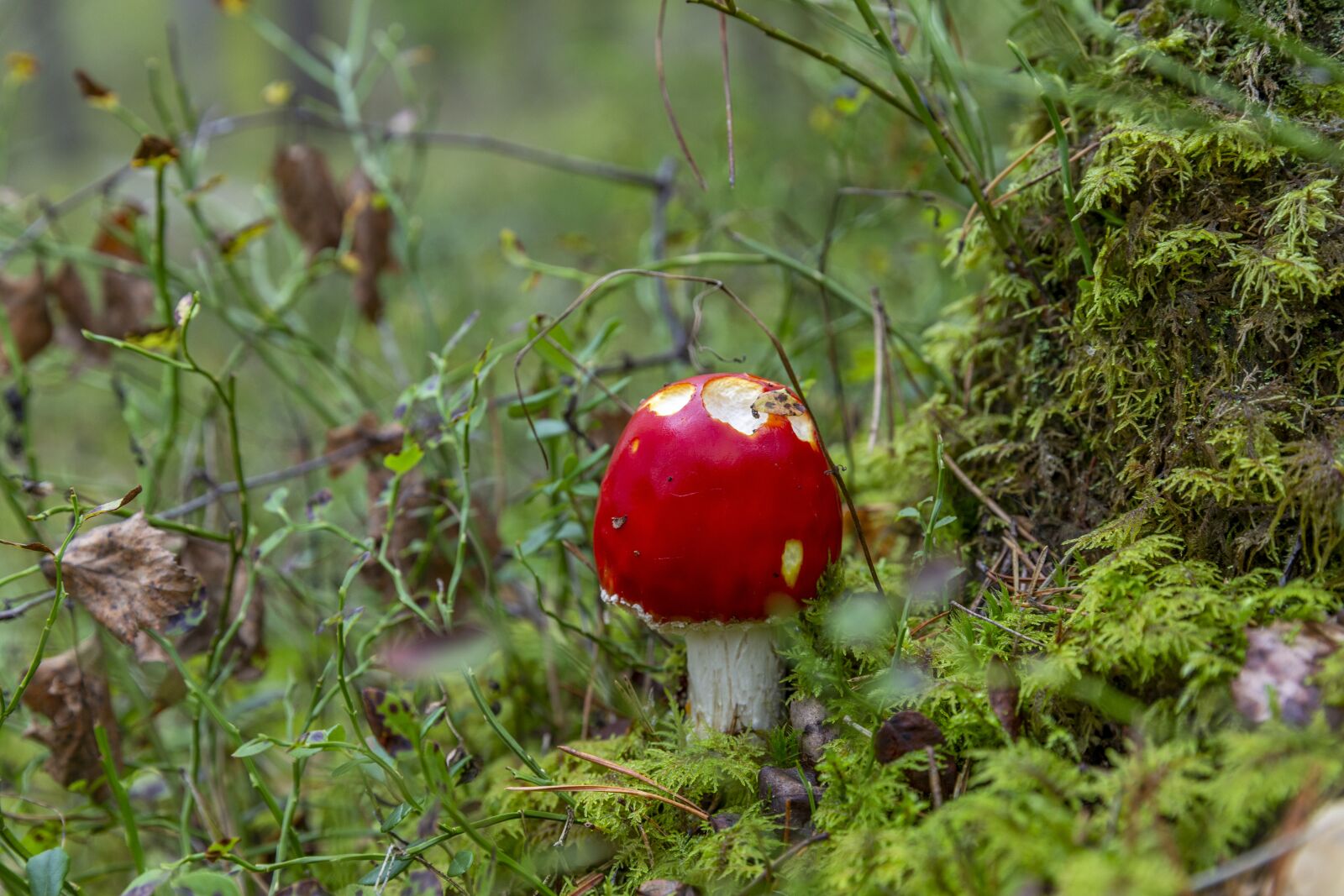 Canon EOS 6D sample photo. Mushrooms, rough boletus, leningrad photography