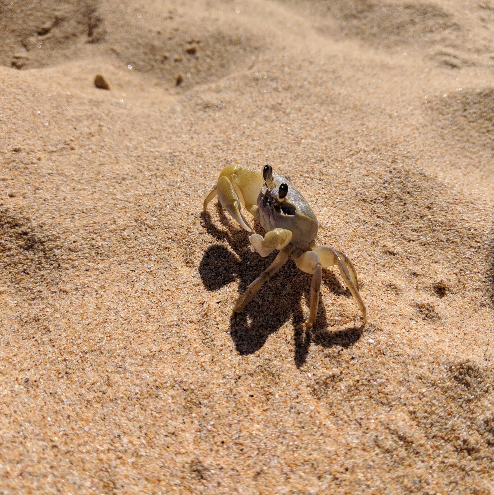 Google Pixel 3 XL sample photo. Crab, sand, beach photography