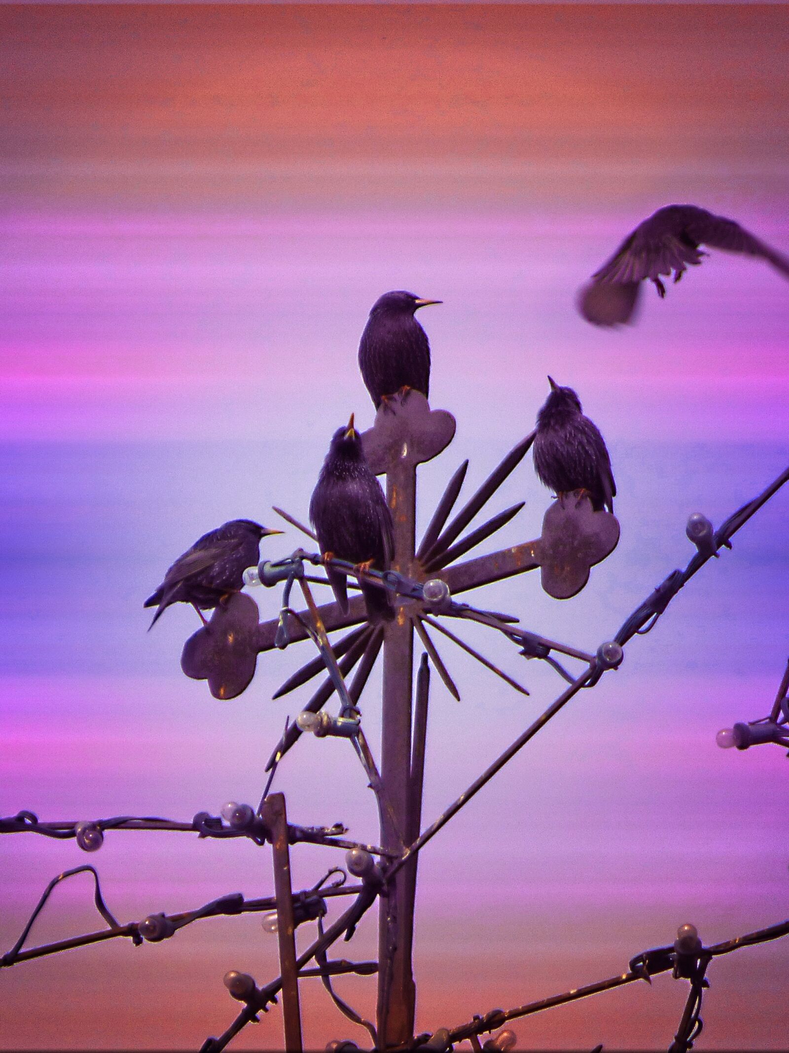 Panasonic Lumix DMC-FZ70 sample photo. Birds, starlings, metaphor photography
