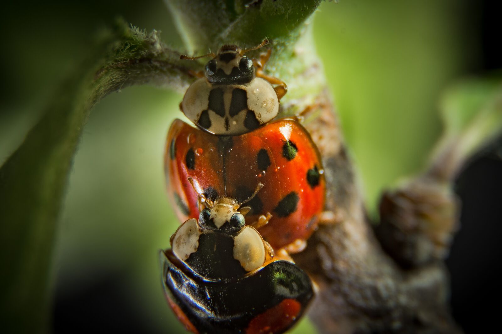 Nikon D7200 sample photo. Insect, nature, beetle photography