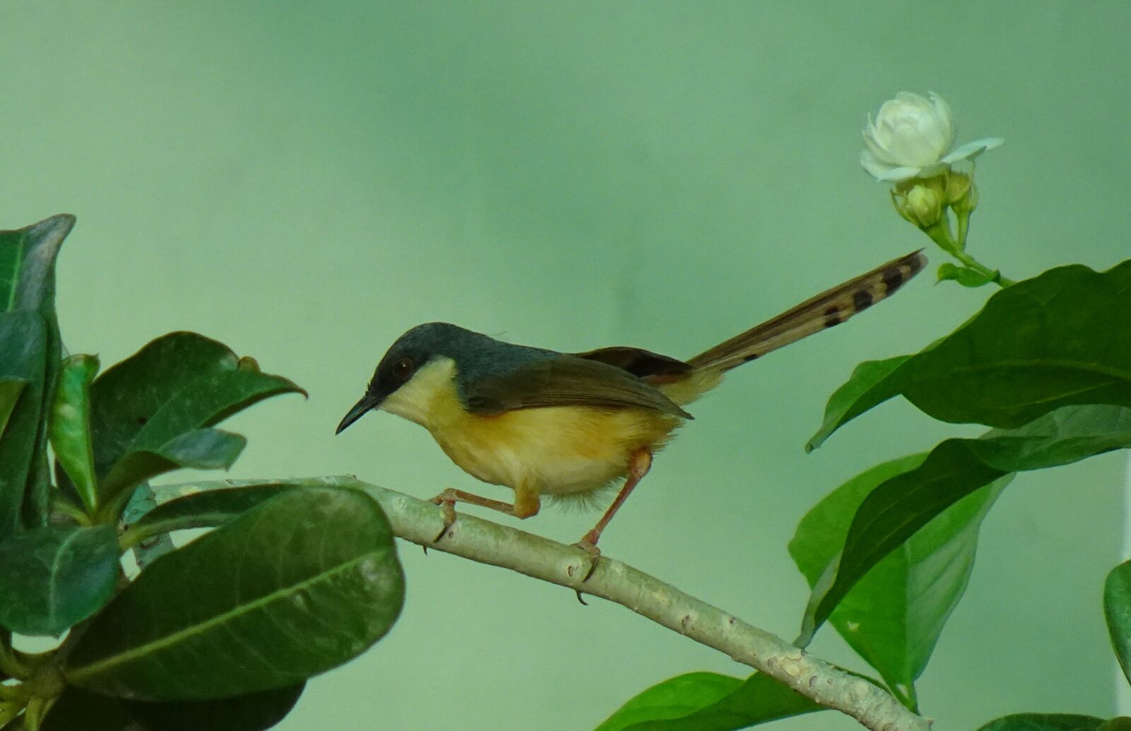Sony DSC-WX800 sample photo. Bird, warbler, ashy prinia photography