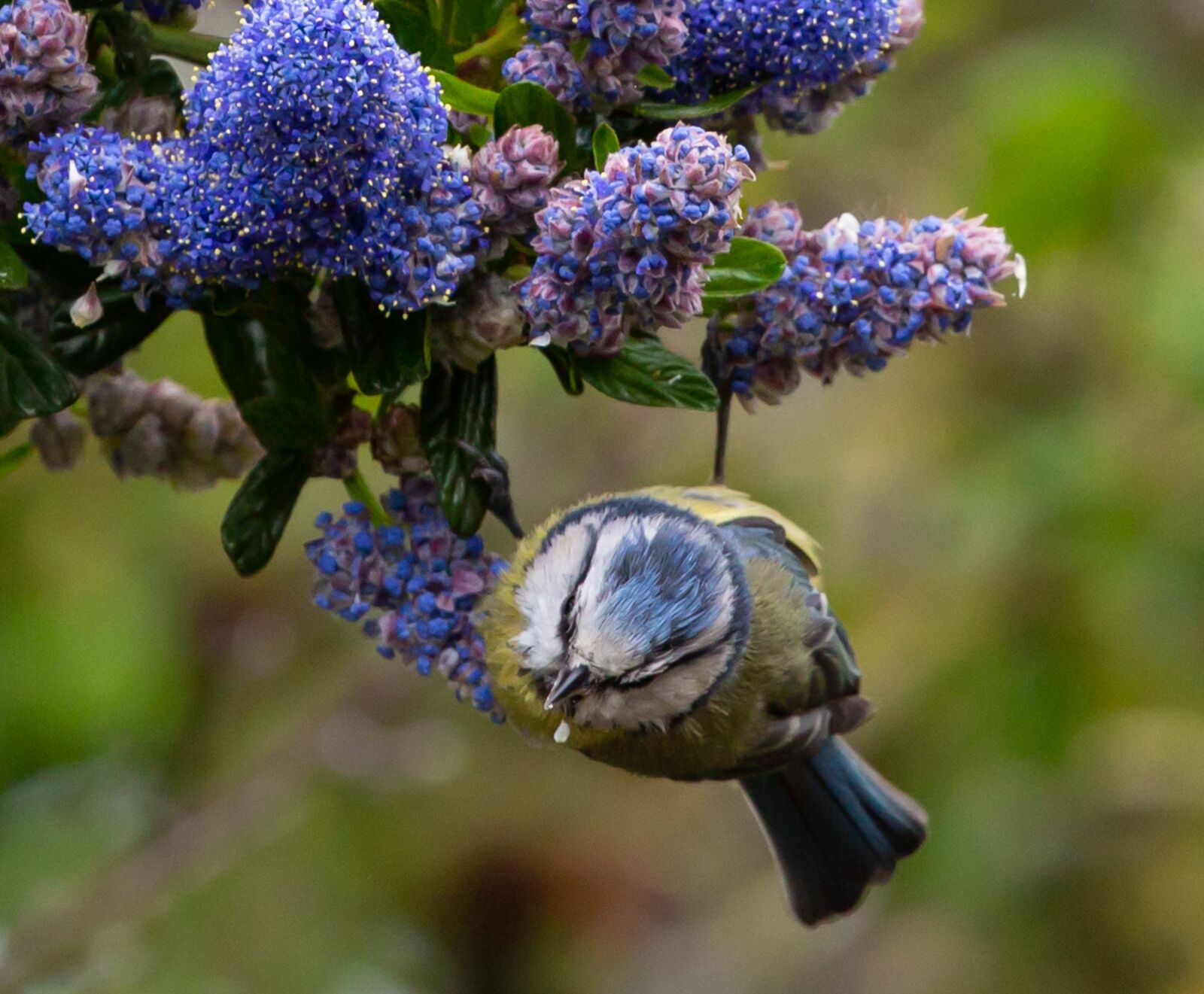 Canon EOS 5D Mark III sample photo. Blue tit, tit, blue photography