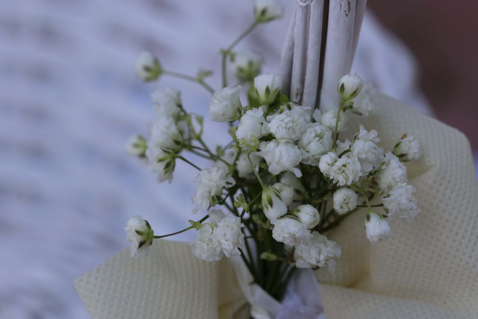 Canon EF 100mm F2.8 Macro USM sample photo. White flower, still life photography