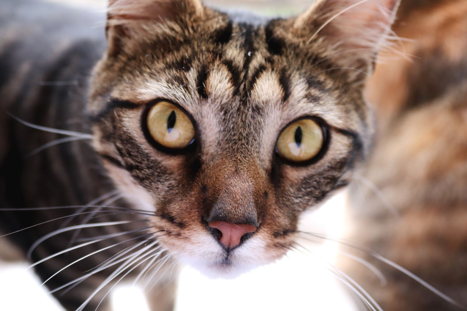 Canon EOS 200D (EOS Rebel SL2 / EOS Kiss X9) sample photo. Cat, face, animal photography