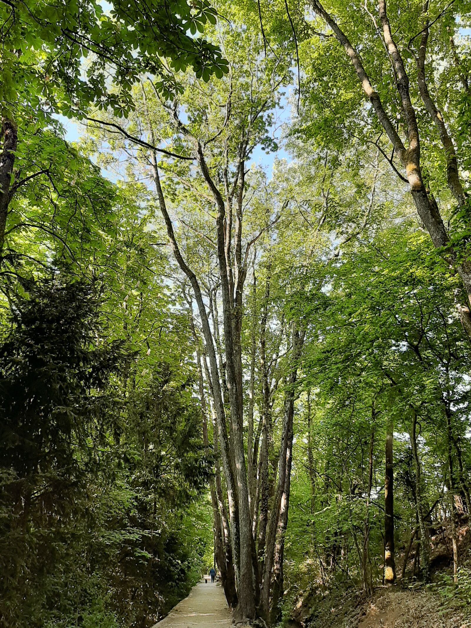 Samsung Galaxy A50 sample photo. Trail, promenade, nature photography