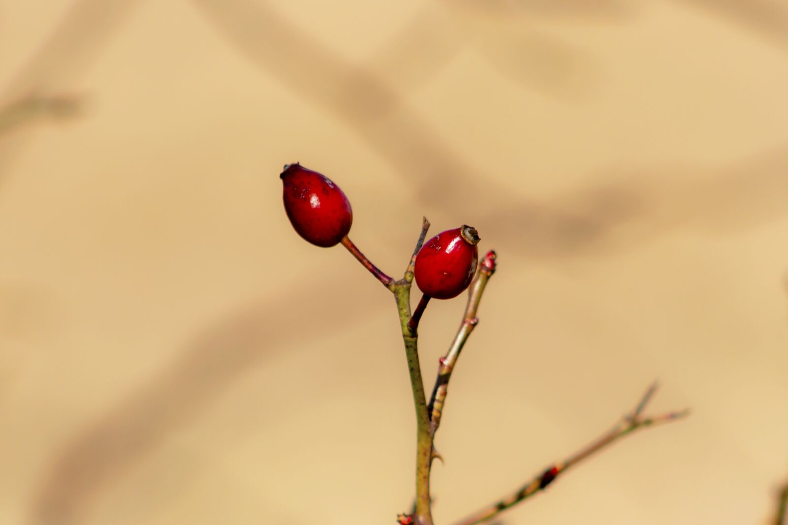 Canon EF75-300mm f/4-5.6 sample photo. Rosehips, brian, roses photography