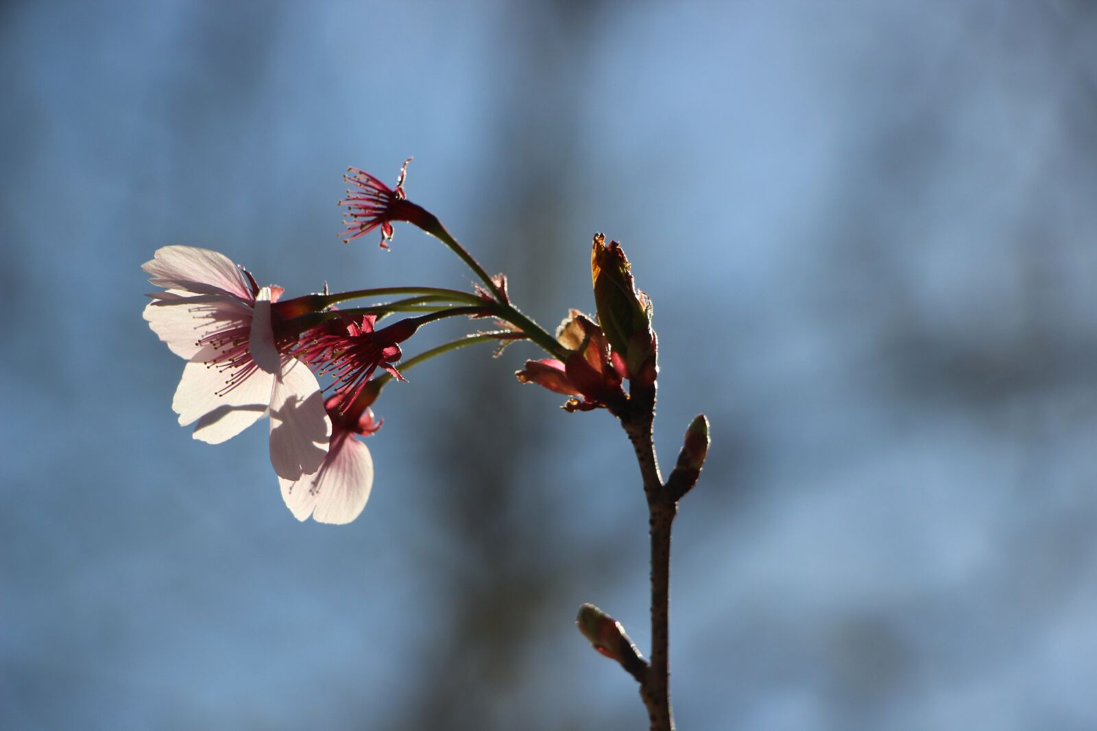 Canon EOS 600D (Rebel EOS T3i / EOS Kiss X5) sample photo. Flowers, branch, cherry blossom photography
