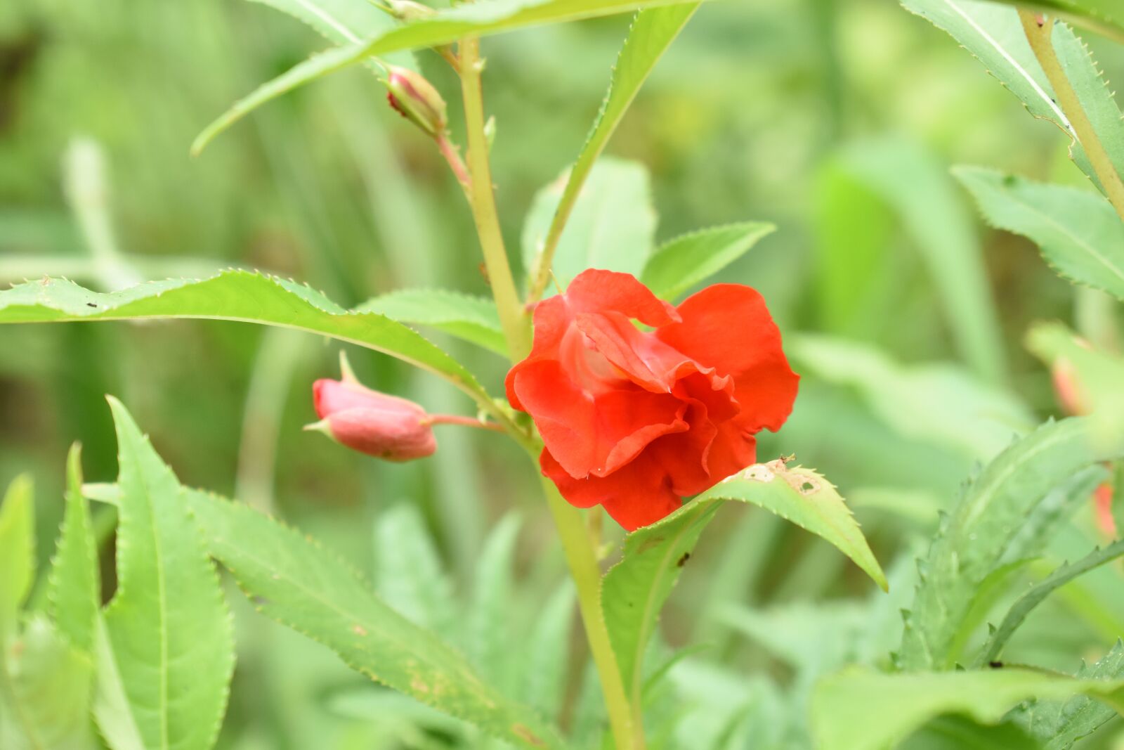 Nikon D3400 sample photo. Red flower, flower, nature photography