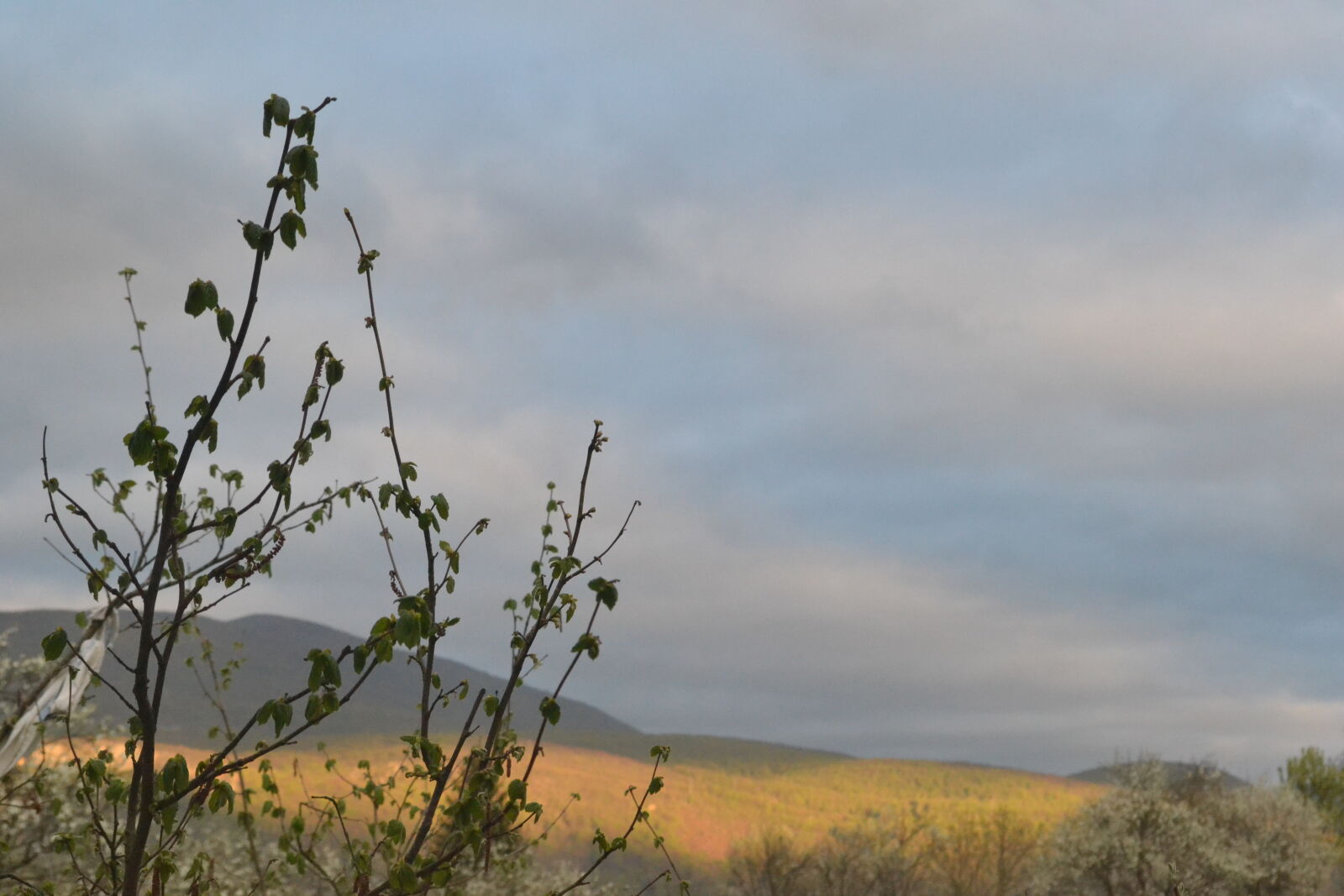 Nikon D3100 sample photo. Nature, spring photography