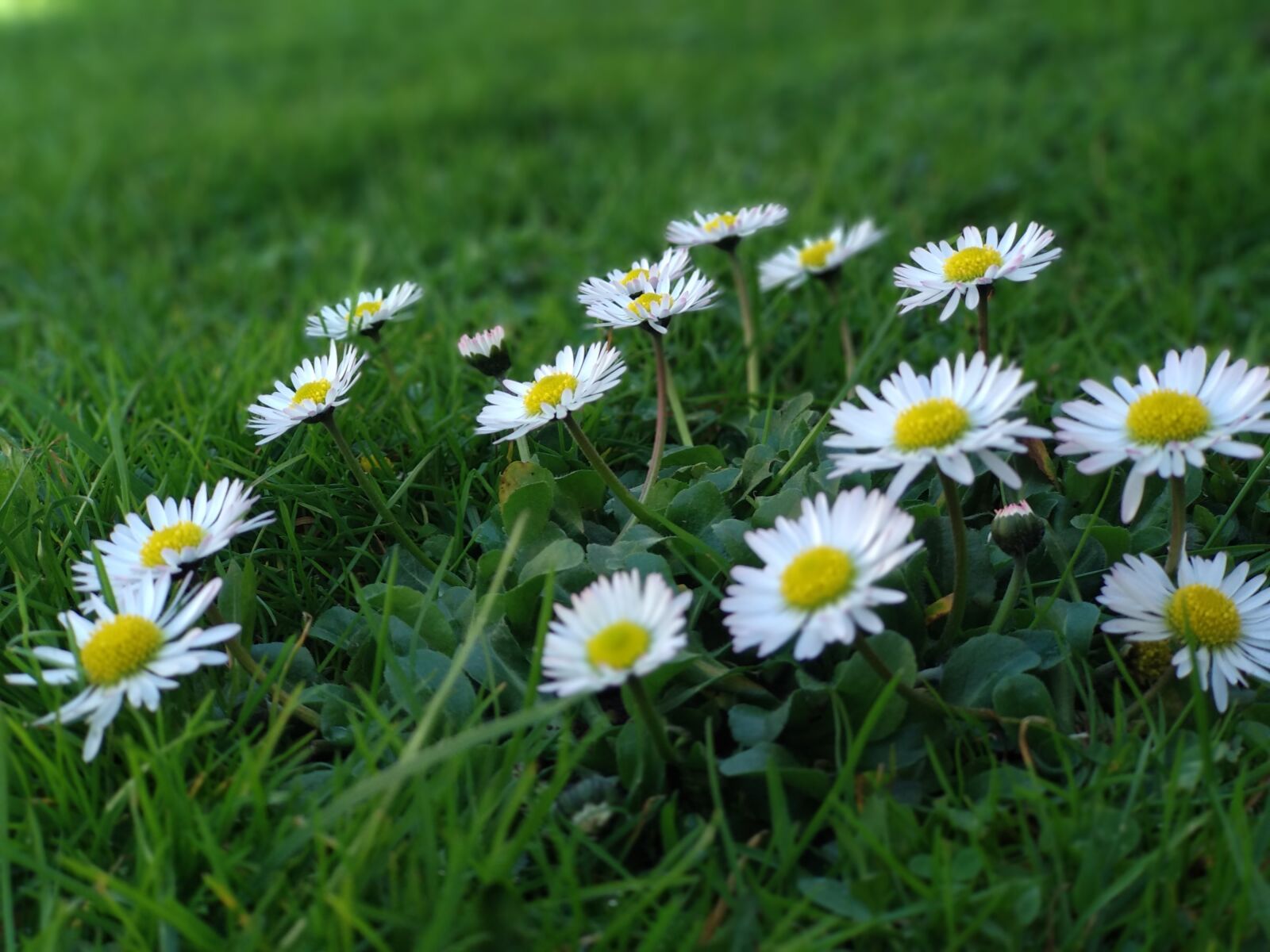 Xiaomi Mi A1 sample photo. Nature, grass, flower photography