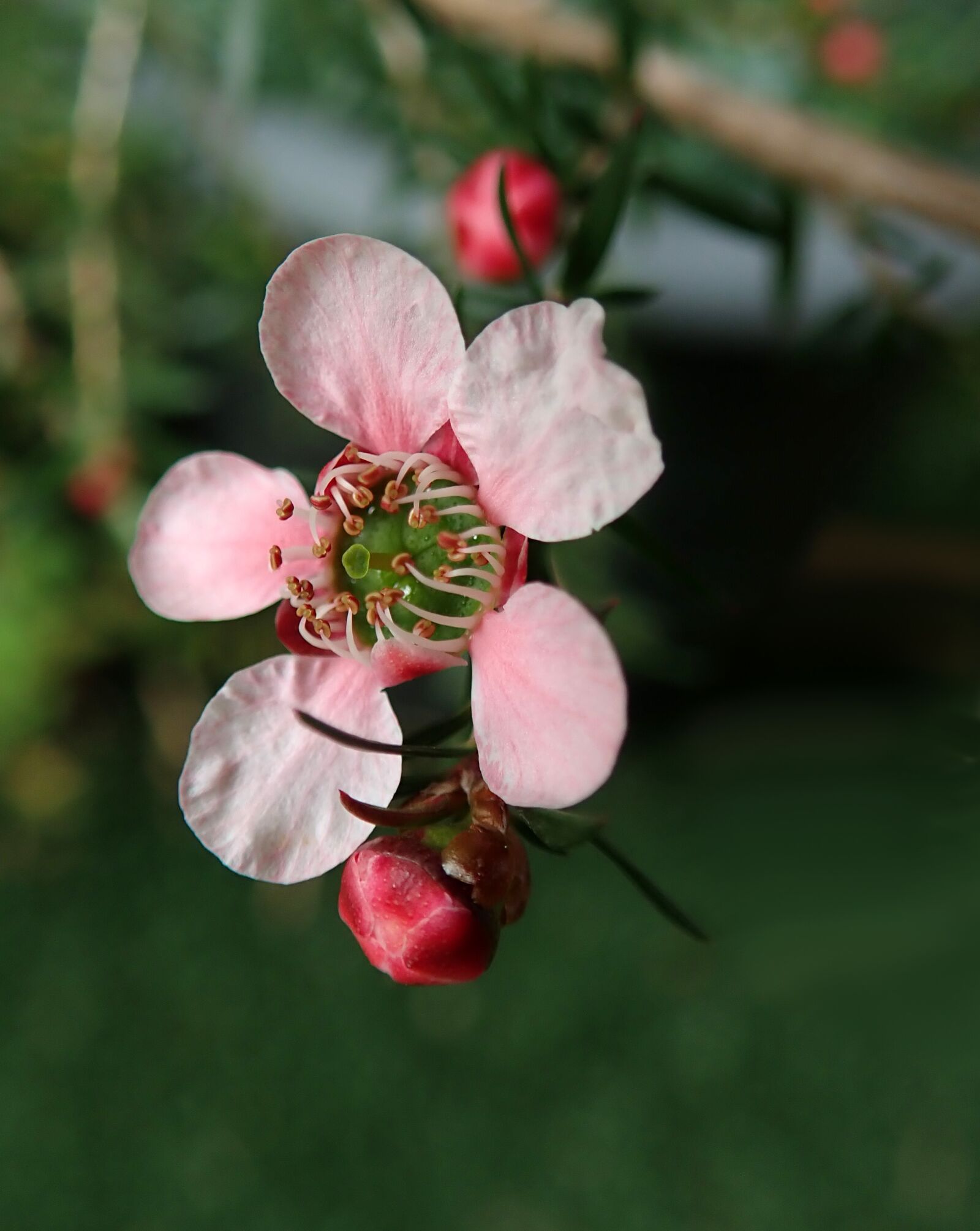 Olympus TG-5 sample photo. Tea tree, flower, australian photography