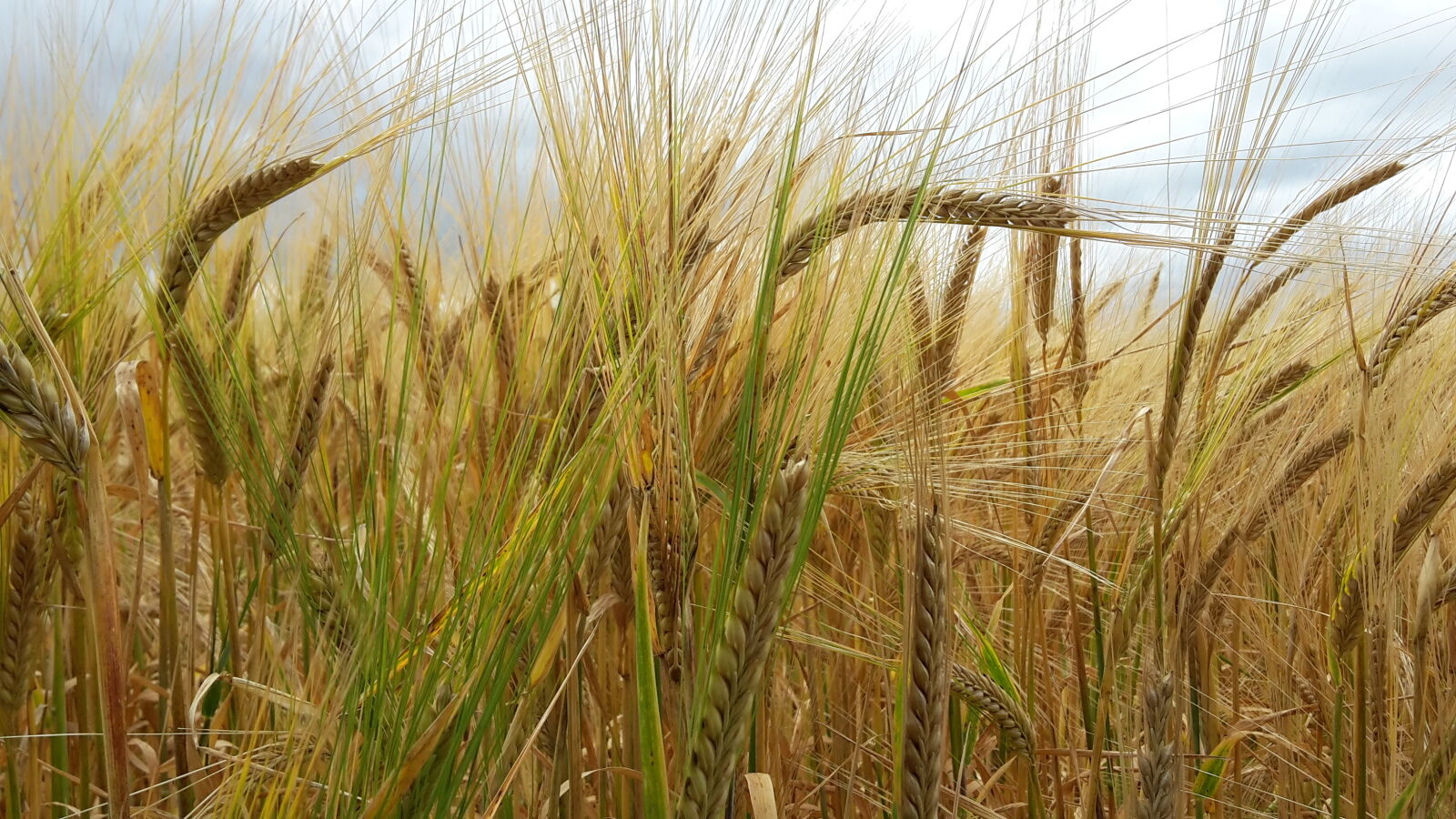 Samsung Galaxy S5 Mini sample photo. Barley, field photography