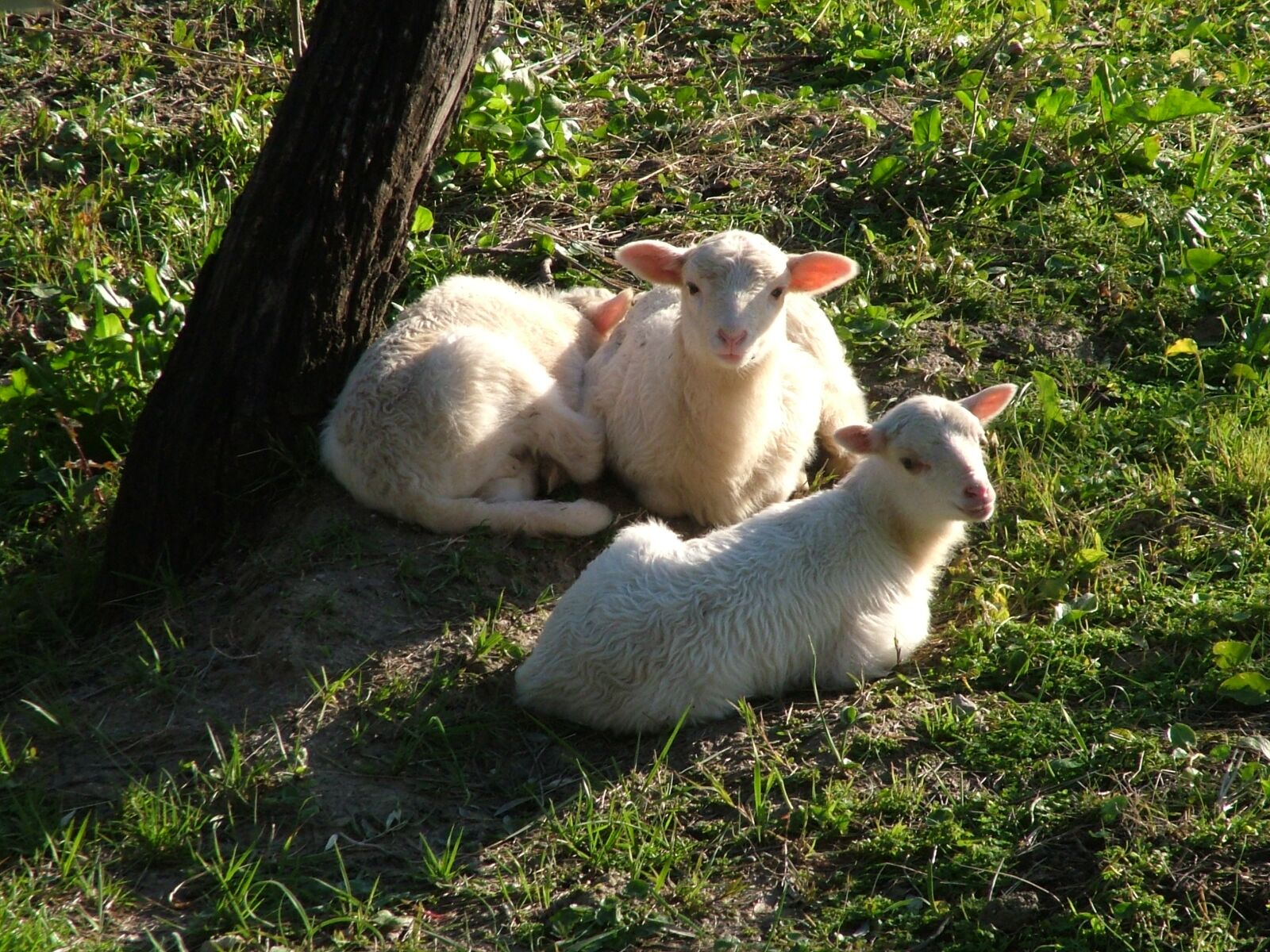 Fujifilm FinePix S7000 sample photo. Sheep, nature photography