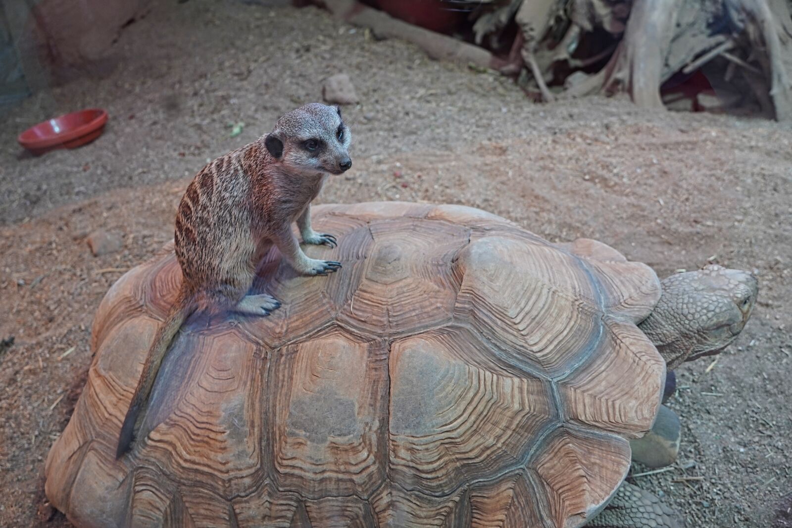 Sony a6400 sample photo. Meerkat, animal, animal world photography