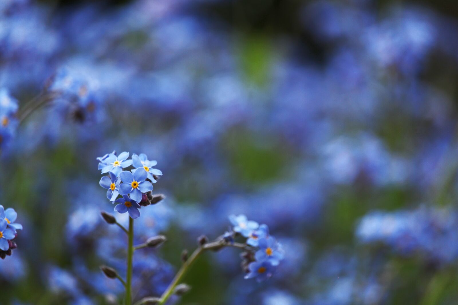 Canon EF-S 55-250mm F4-5.6 IS STM sample photo. Violet, spring flower, spring photography