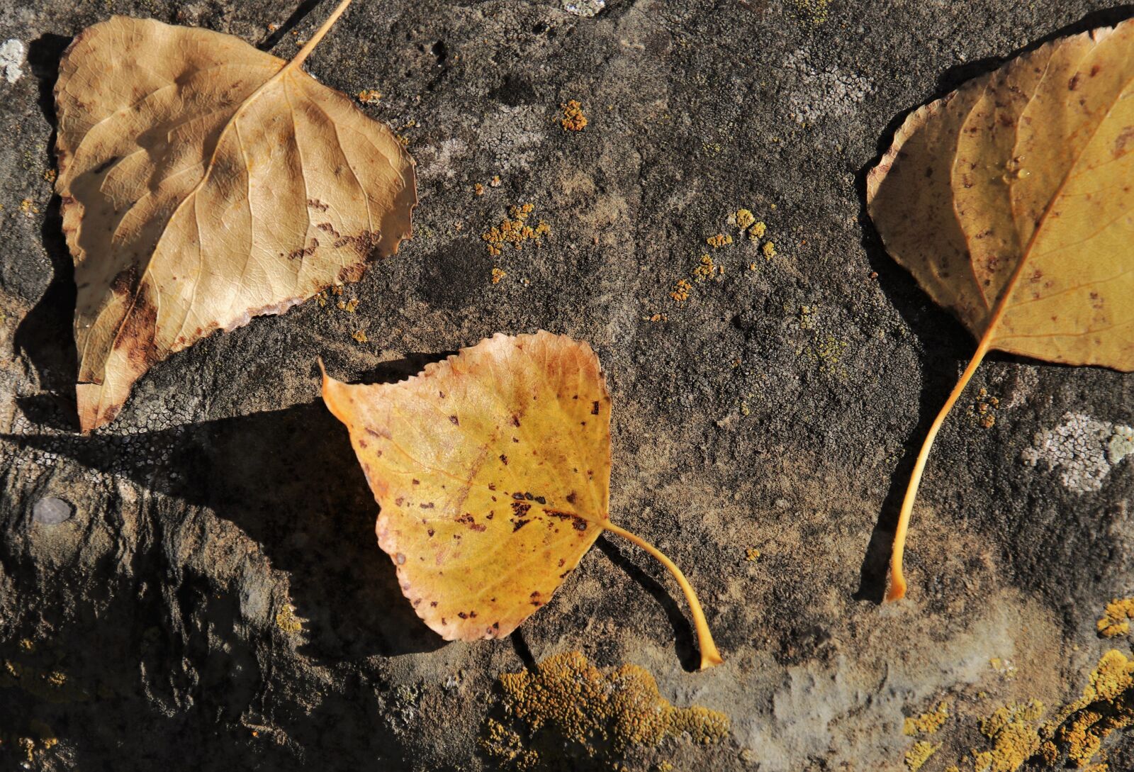 Canon EOS 80D sample photo. Rock, dry leaves, autumn photography