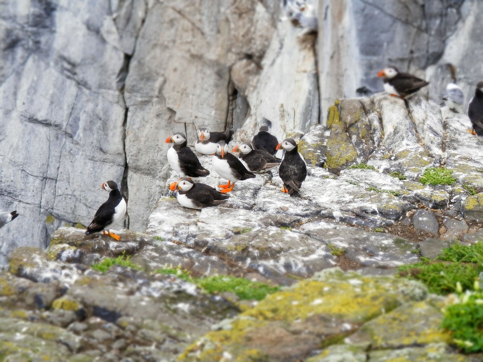 Olympus SZ-14 sample photo. Puffins, seabird, nature photography