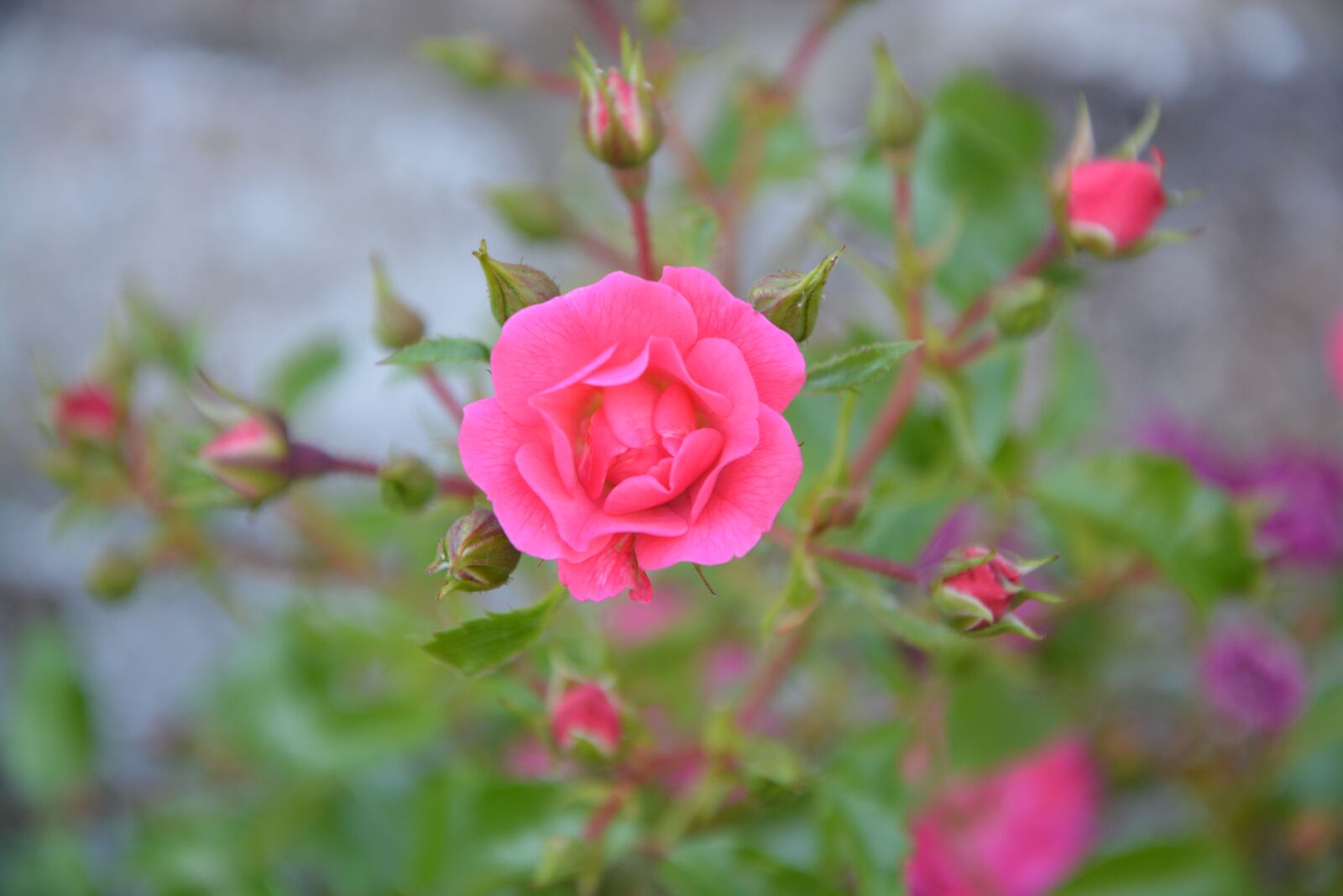 Nikon D5200 sample photo. Rose bud, rosebush, pink photography