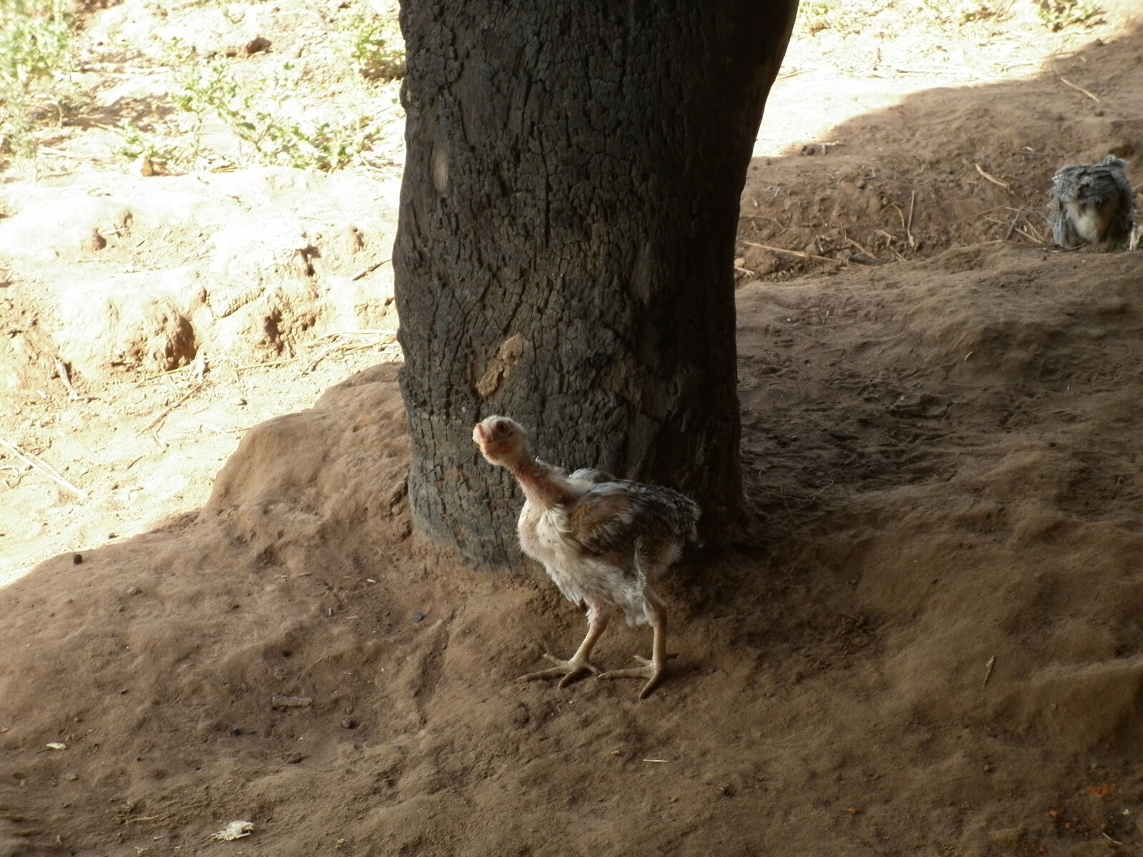 Panasonic DMC-F3 sample photo. Africa, animals, chicken photography