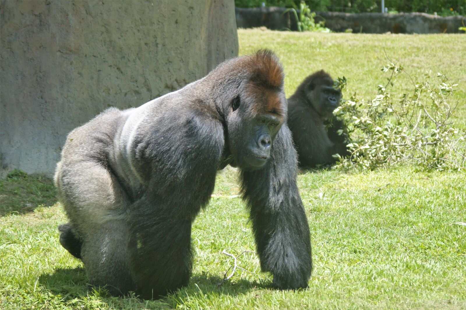 Sony SLT-A57 sample photo. Gorilla, silverback, ape photography